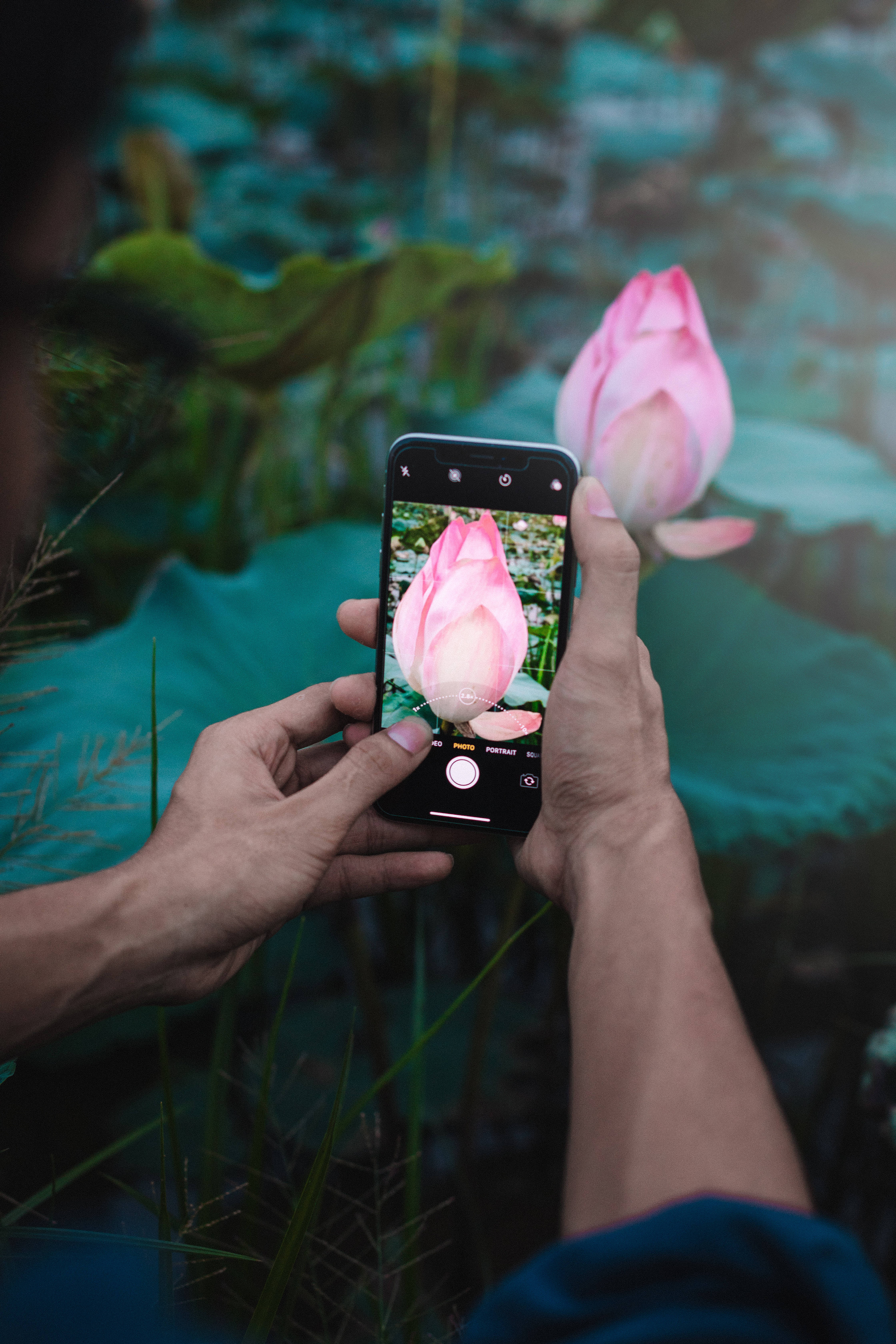 Fotografie cu o floare de lotus Fundal