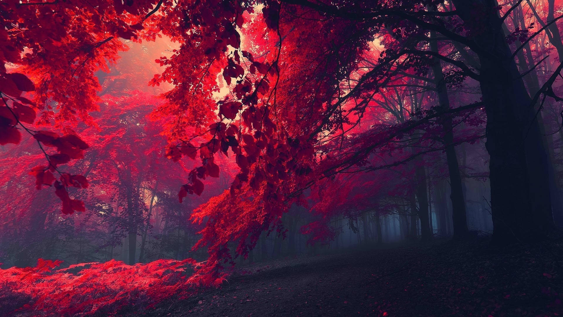 Fotografie de pădure roșu-închis Fundal