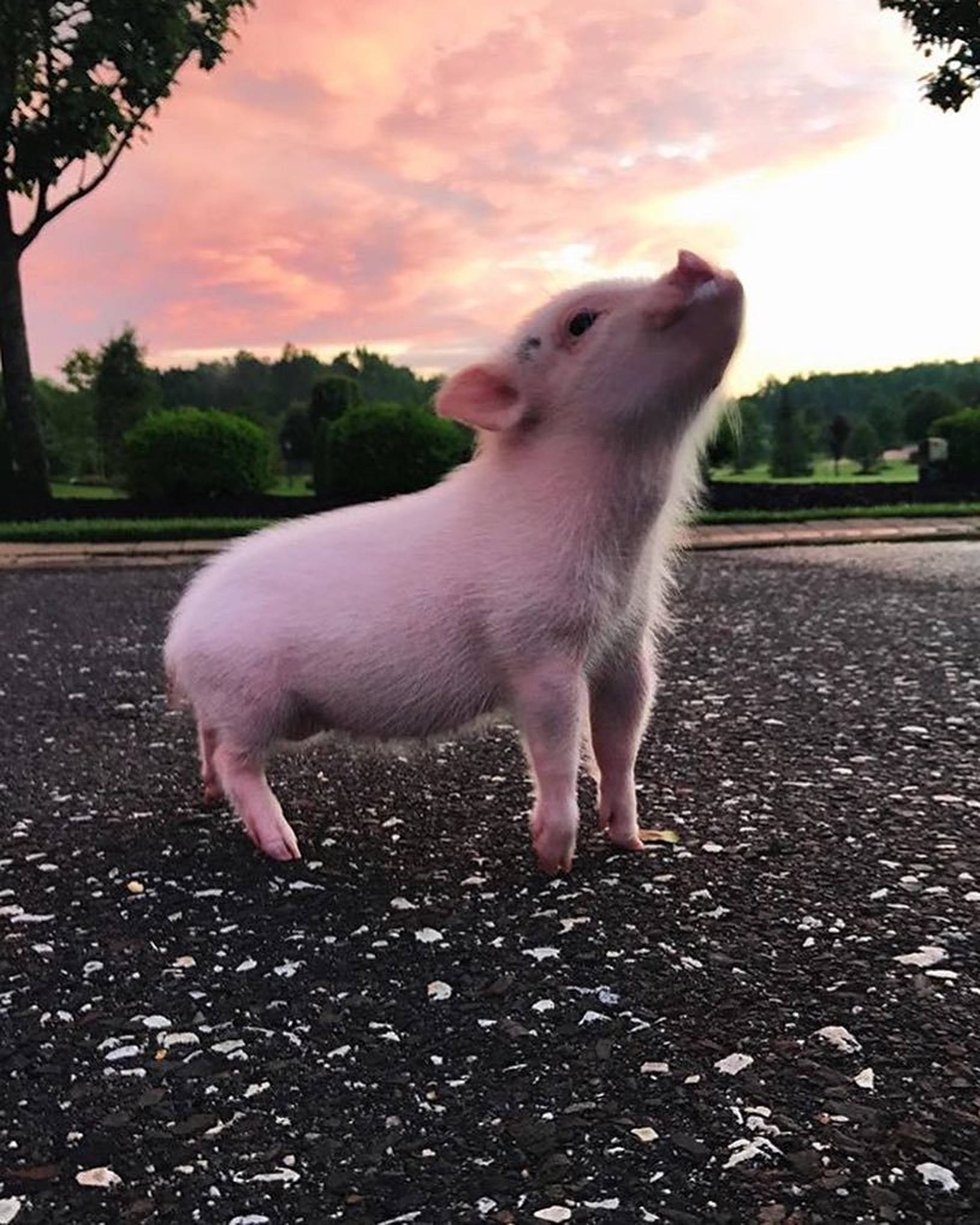 Fotografie drăguță cu un porc Fundal