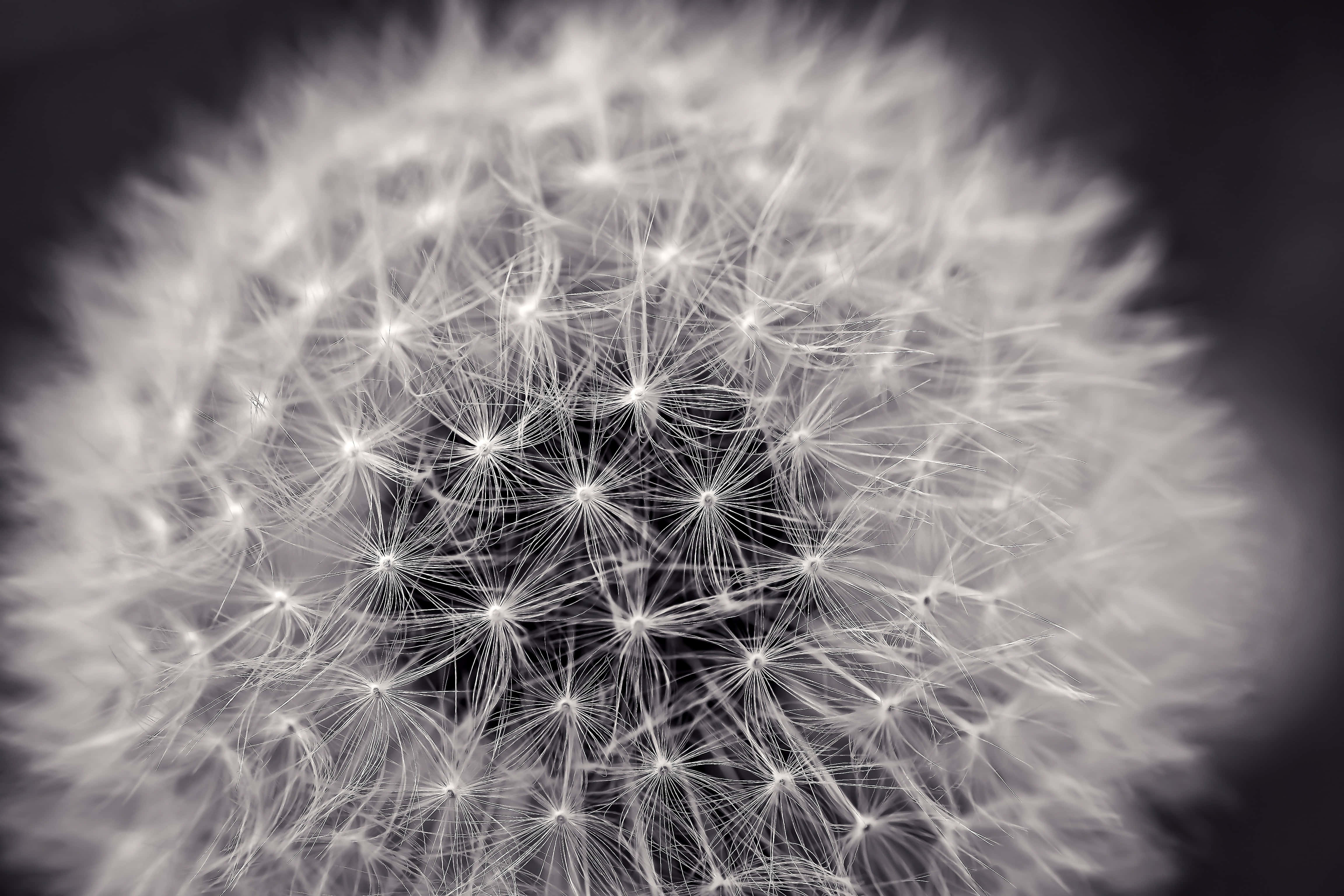 Fotografie estetică alb-negru Fundal
