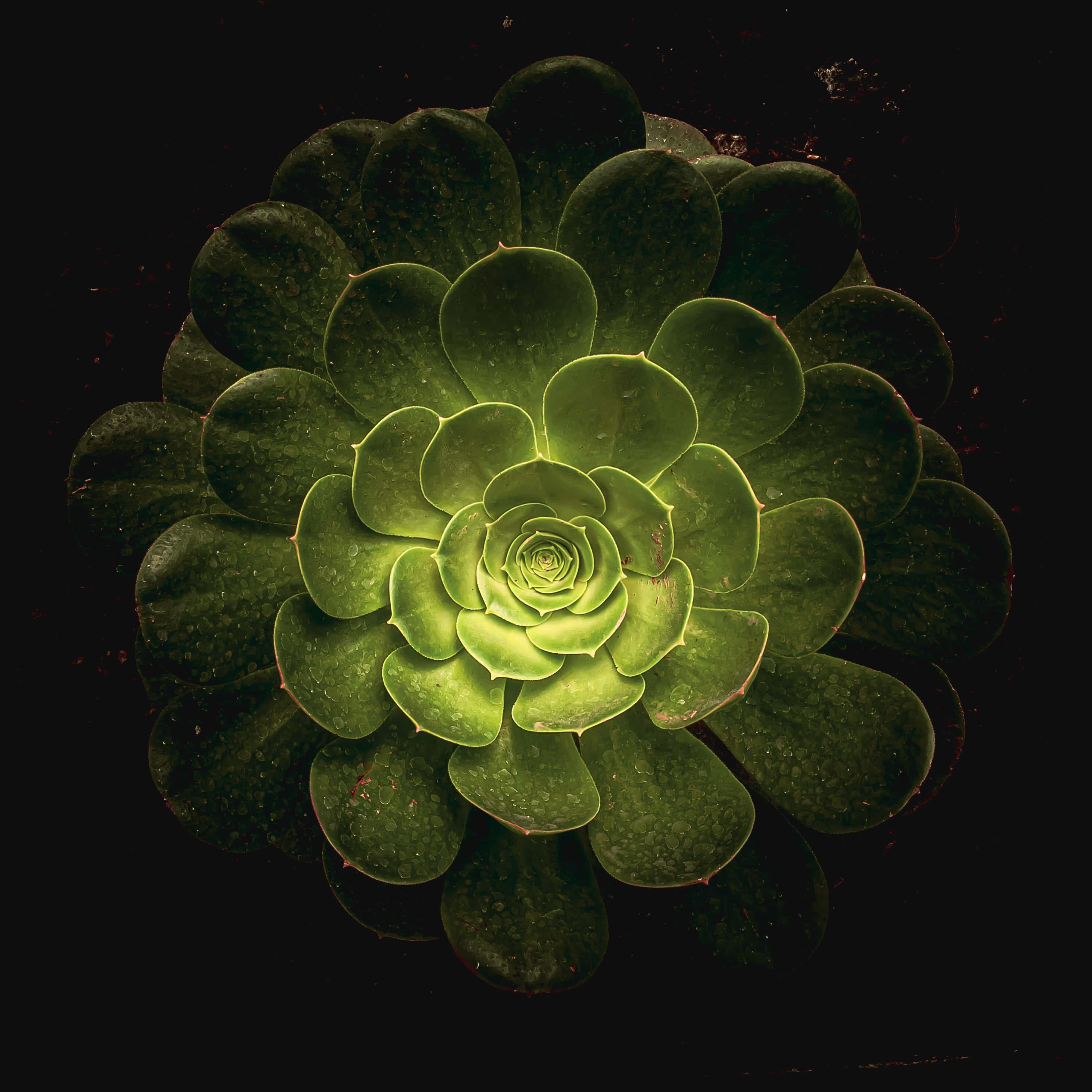 Fotografie estetică verde închis Fundal
