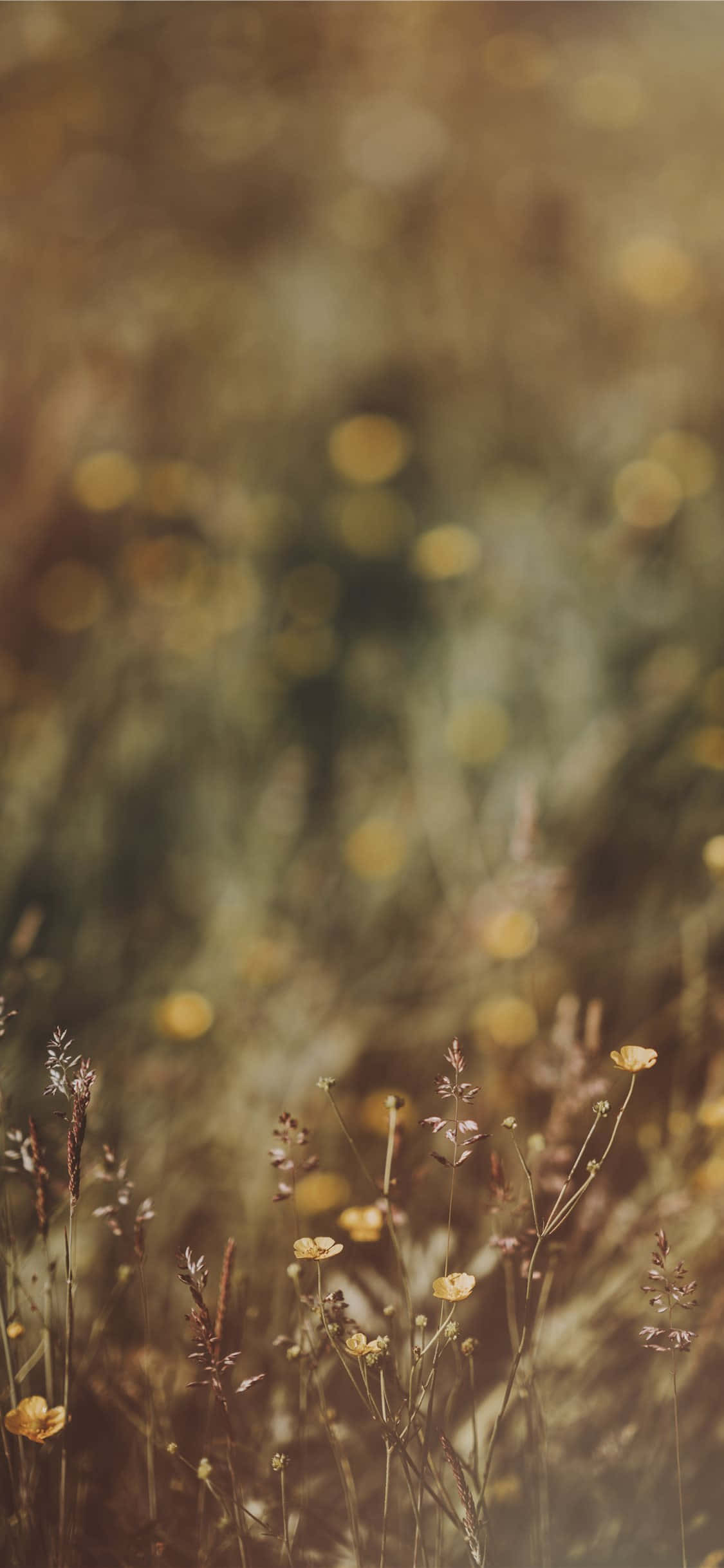 Fotografie Flori Sălbatici Bokeh Piciorul-Cocosului Fundal