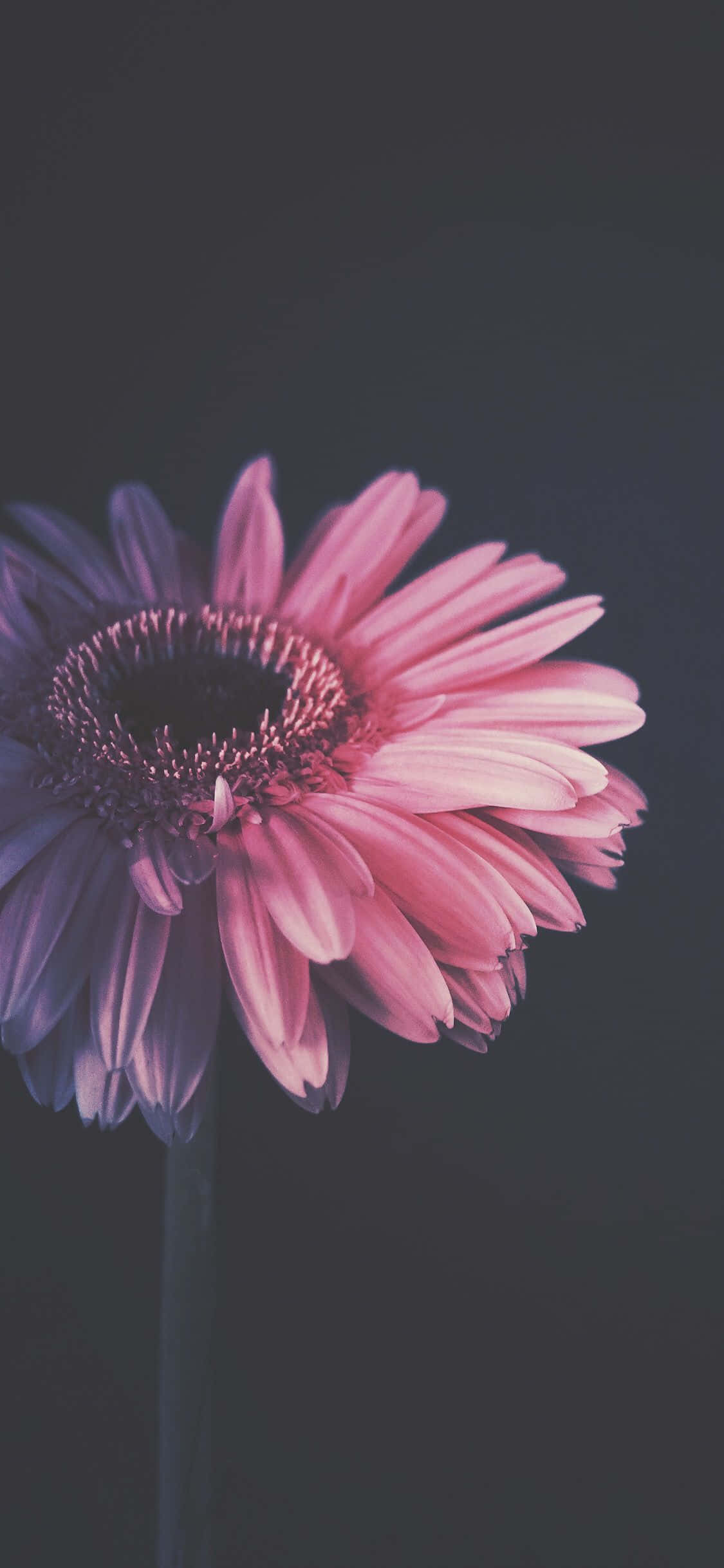 Flower iPhone Barberton Daisy Dark Photography Picture Fundal