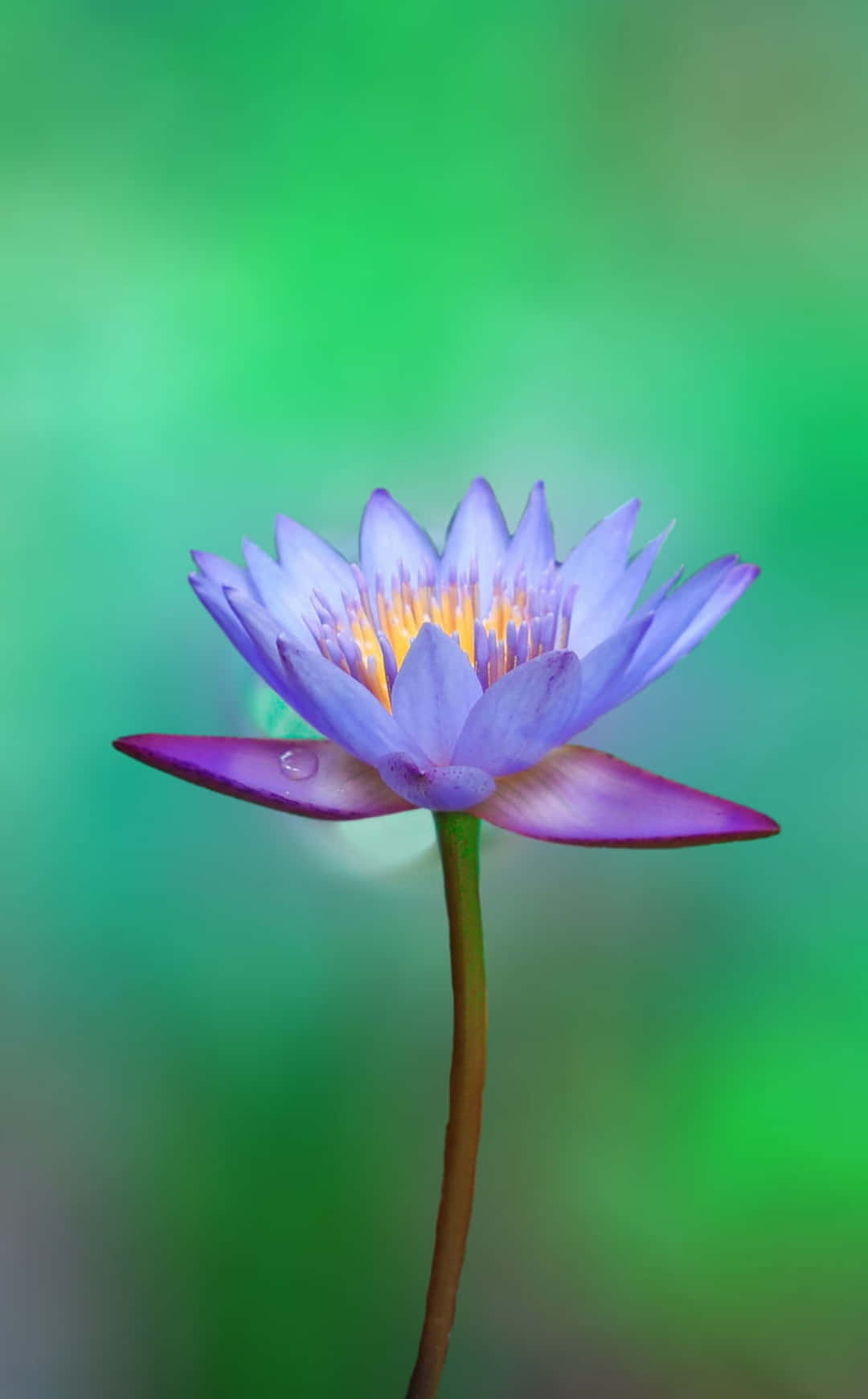 Fotografie Lotus Posterazzi iPhone Floare Fundal