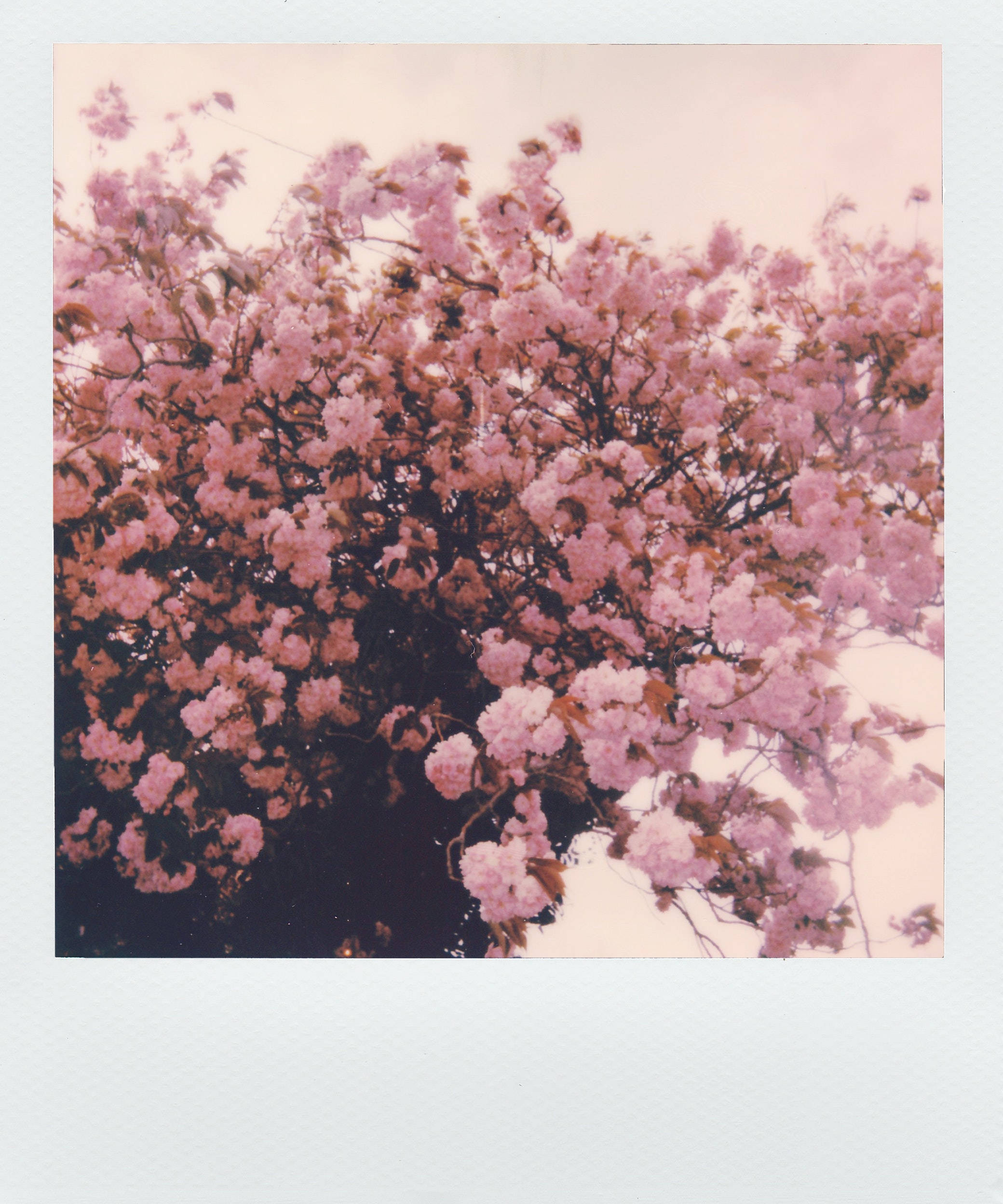 Fotografie Polaroid cu Flori Roz Estetică Fundal