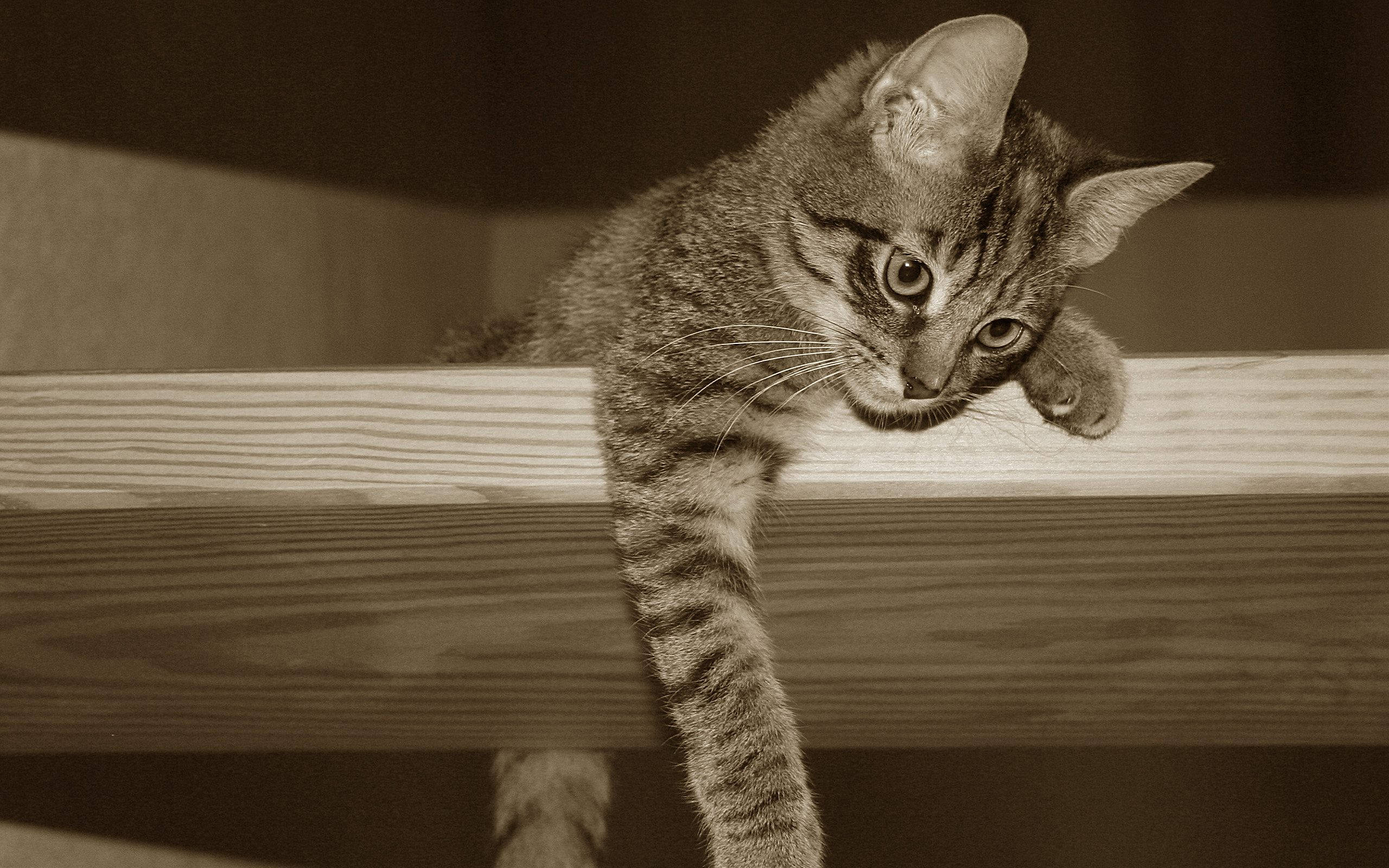 Fotografie sepia cu pisică kawaii pe pervaz Fundal