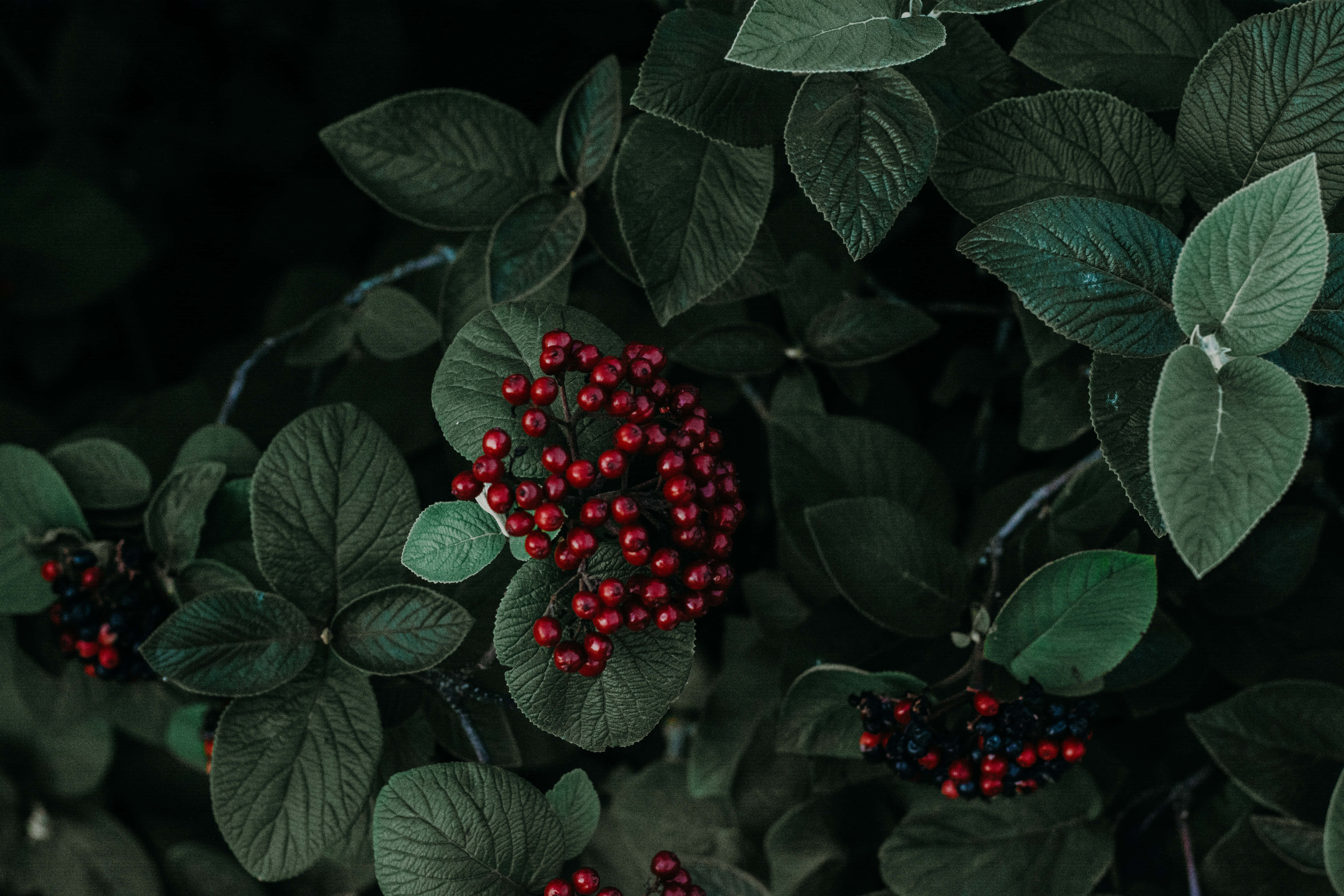 Fotografii estetice verde închis Fundal