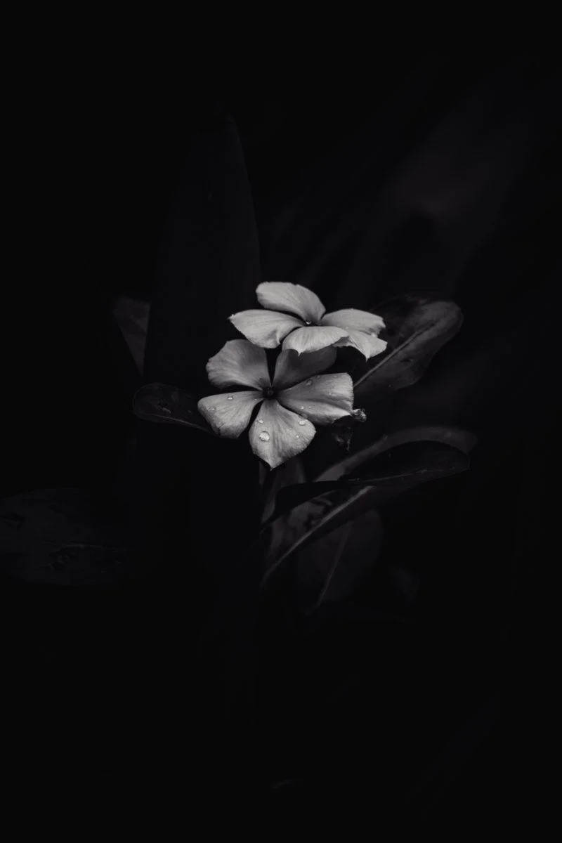Frangipani Alb-Negru iPhone Întunecat Fundal