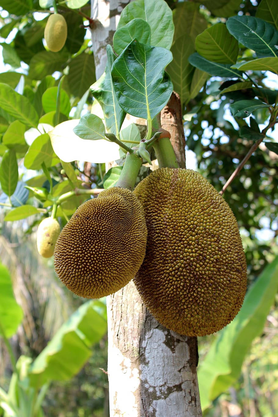 Fruct de jackfruit copt pe copac Fundal