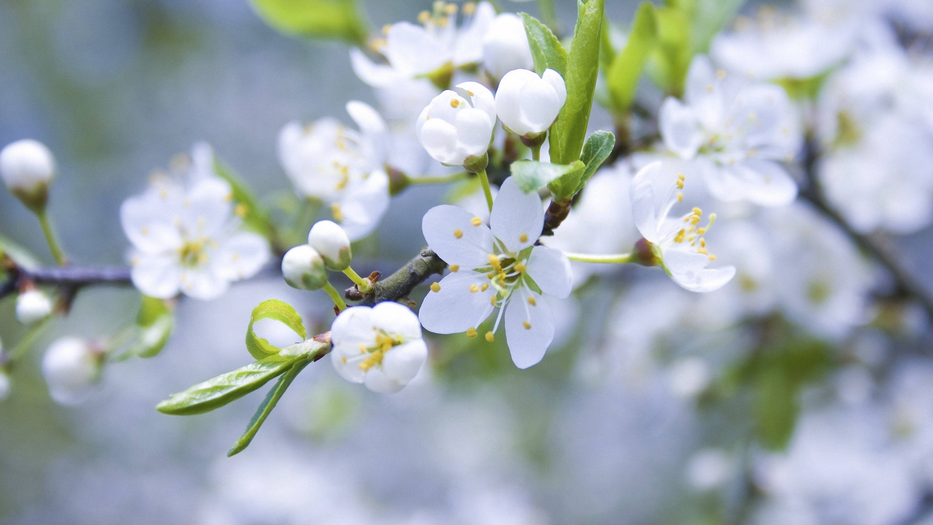 Frumoasa floare albă de primăvară Fundal