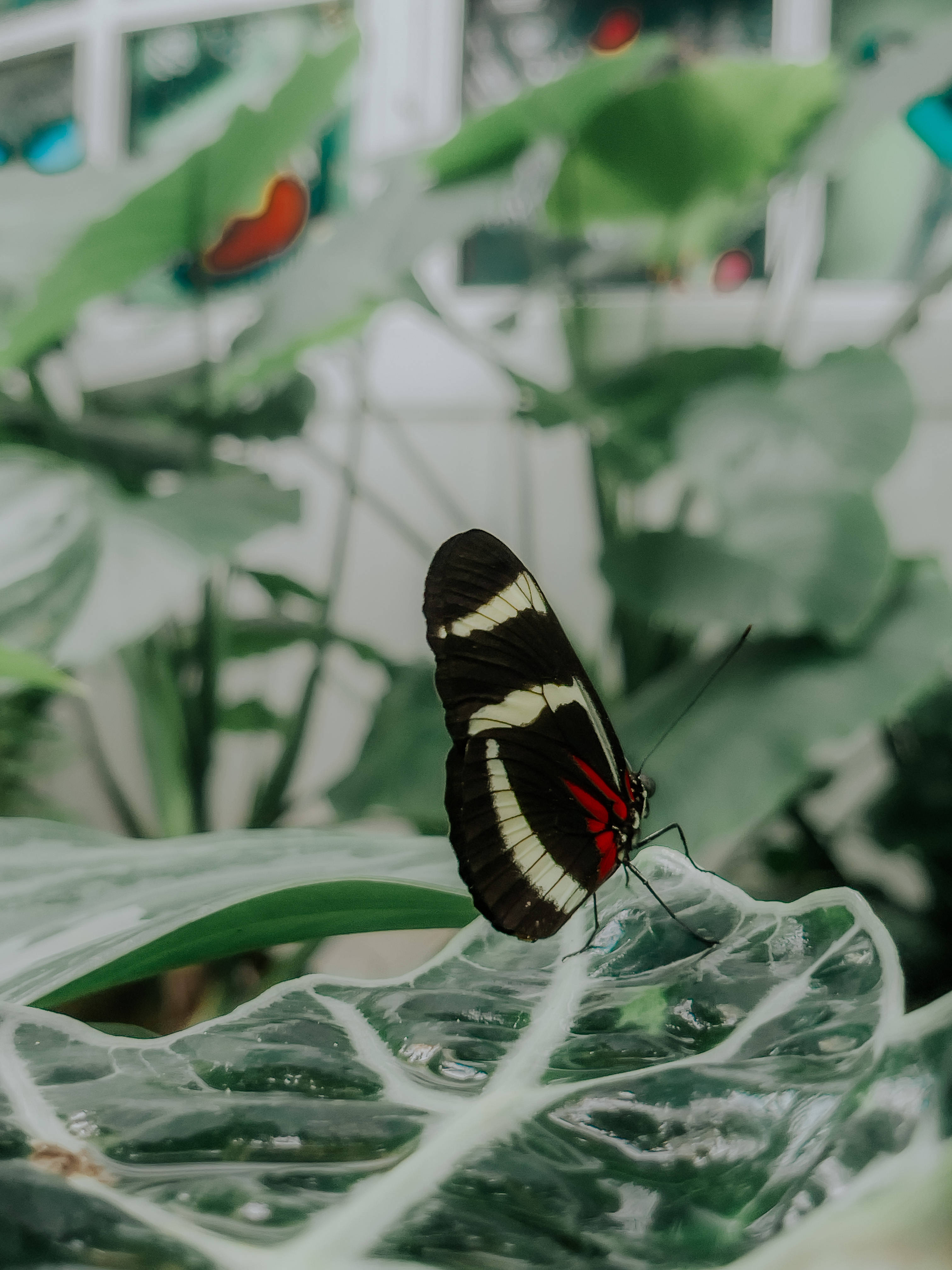 Frumoasa Fluture Sara Longwing Fundal