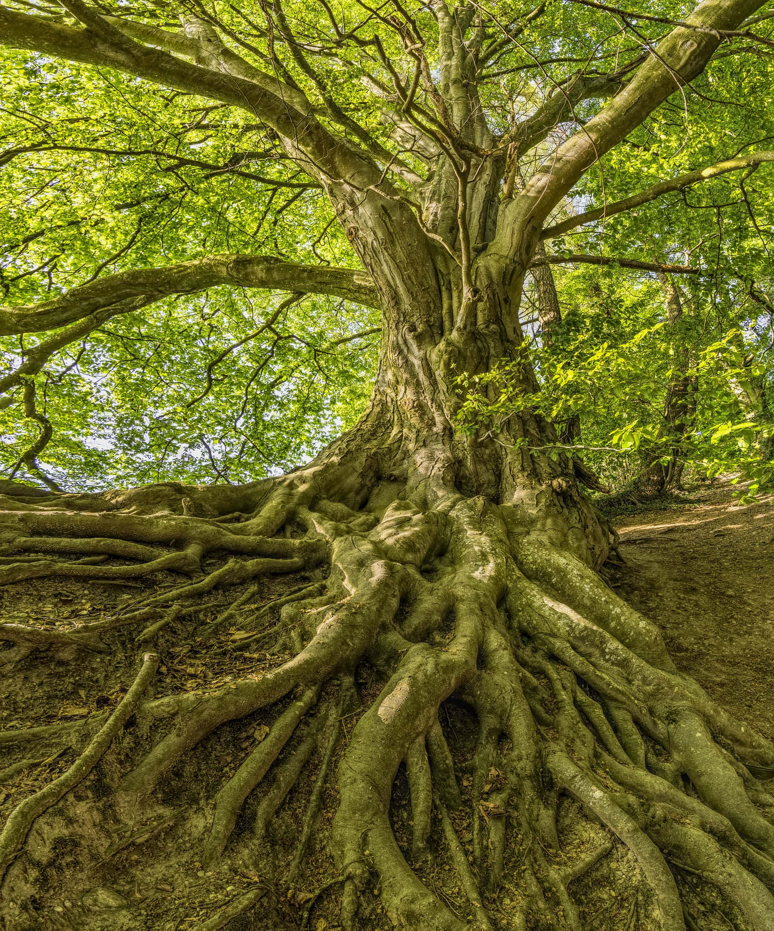 Frumoasă imagine de copac de pădure Fundal