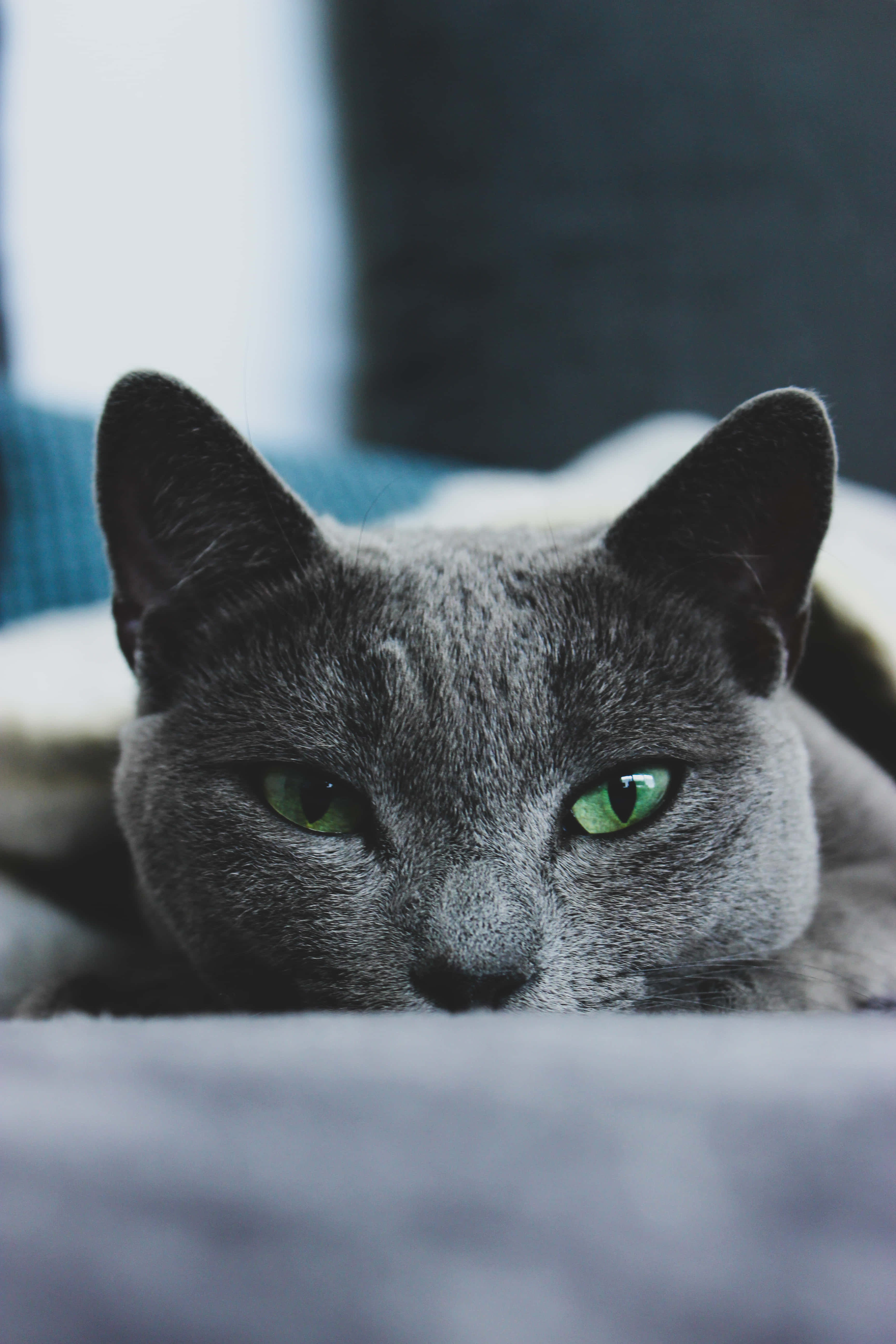 Frumoasă pisică Russian Blue așezată lângă un bol cu mâncare Fundal