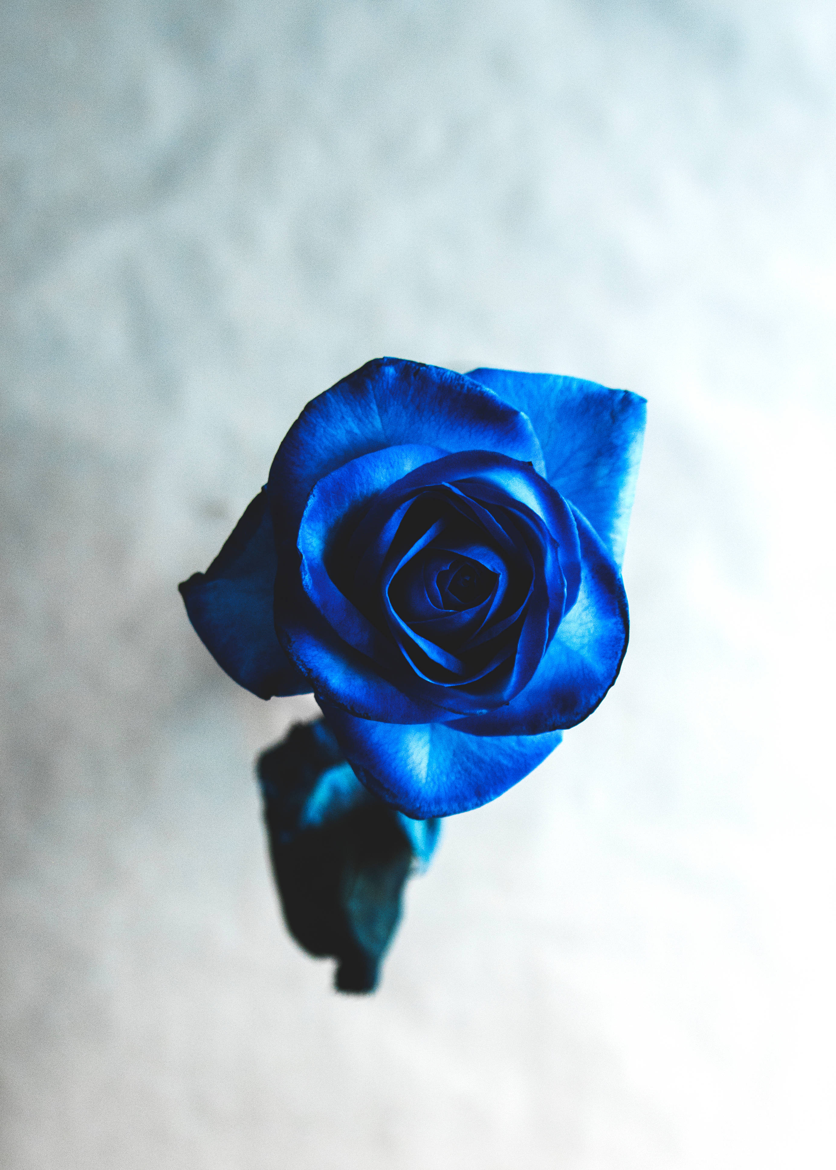 Cool Bright Blue Beautiful Rose HD Fundal