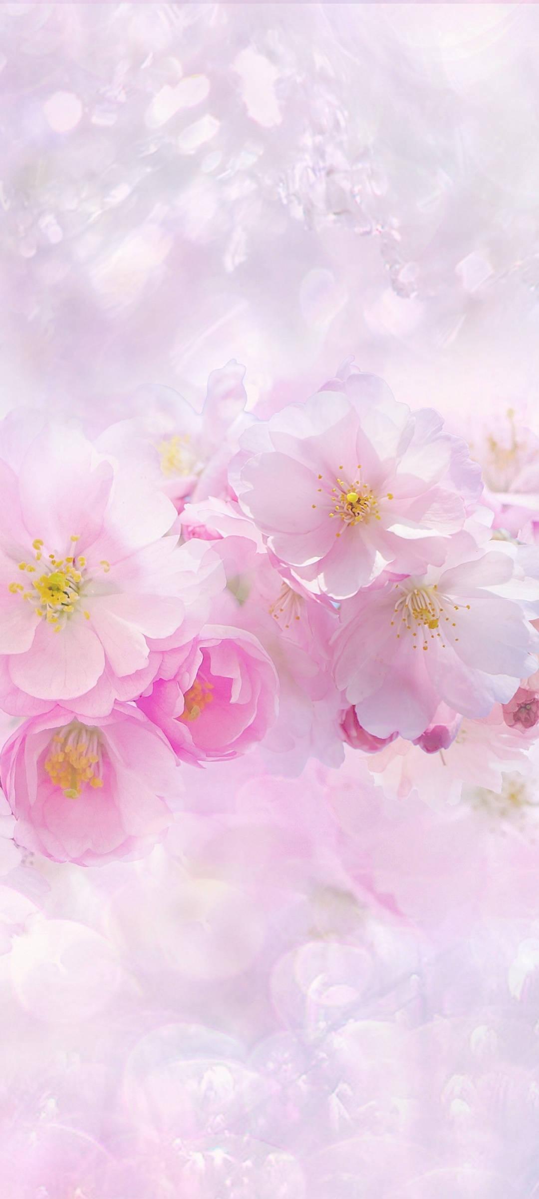 Frumoase flori de sakura primăvara, în nuanțe de roz și alb Fundal
