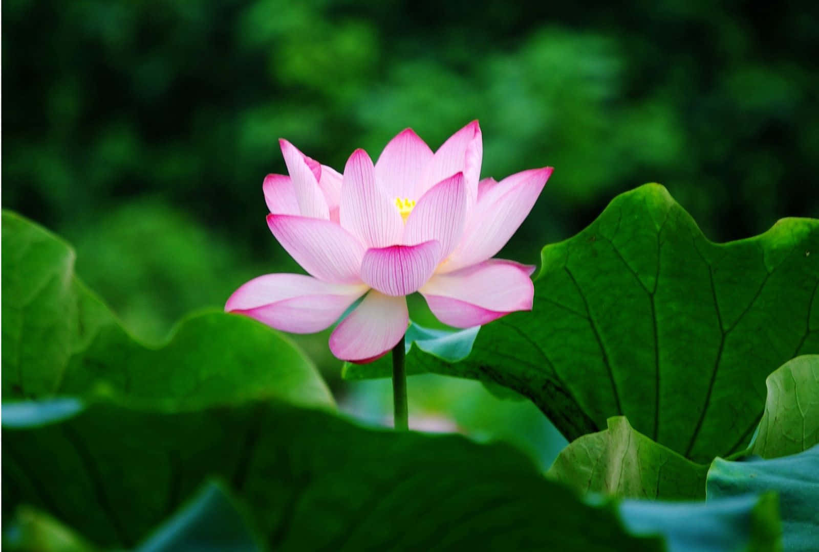 Frumoasele petale ale unei flori de lotus Fundal