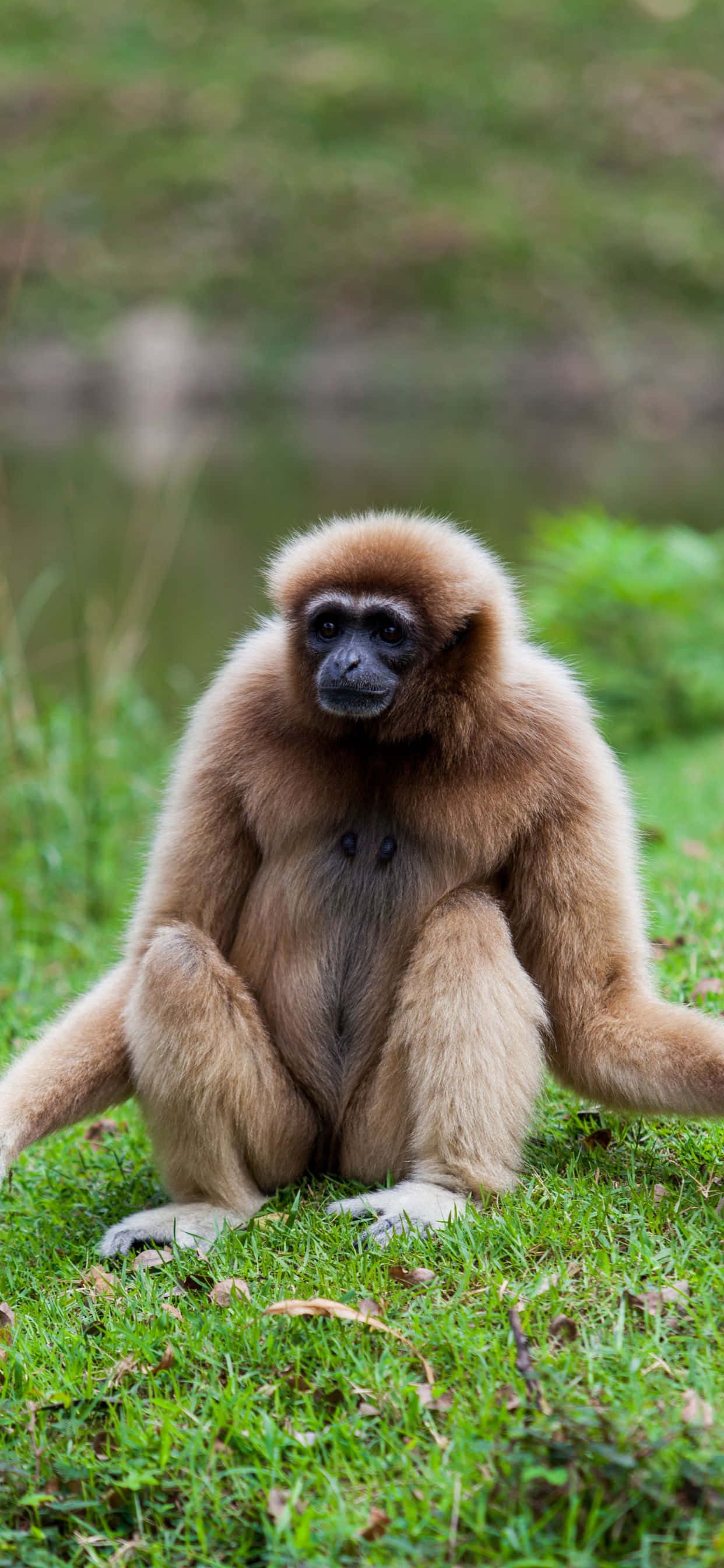 Frumos gibbon iPhone XS Max în habitatul său natural Fundal