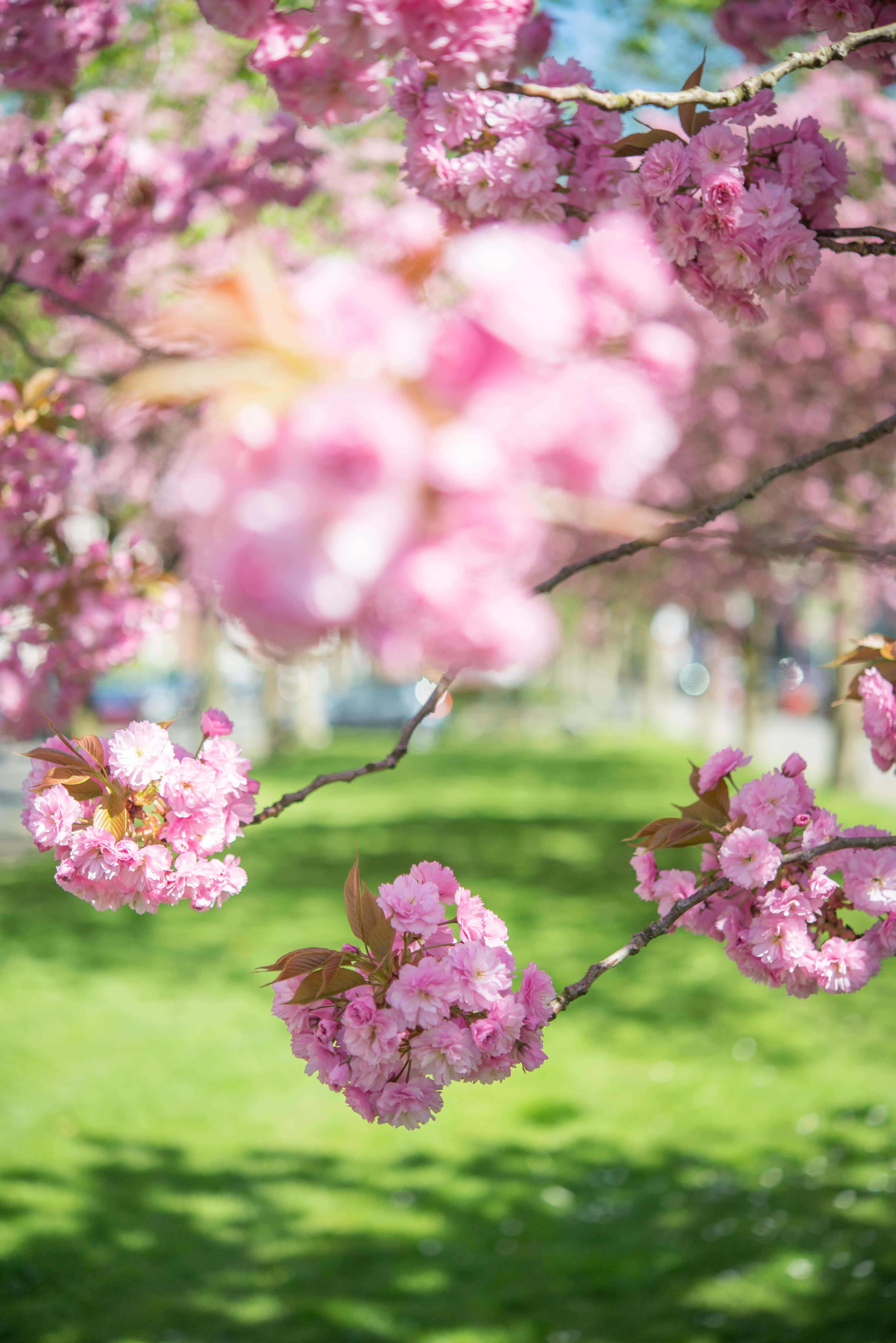 Frumoși copaci înfloriți primăvara Fundal