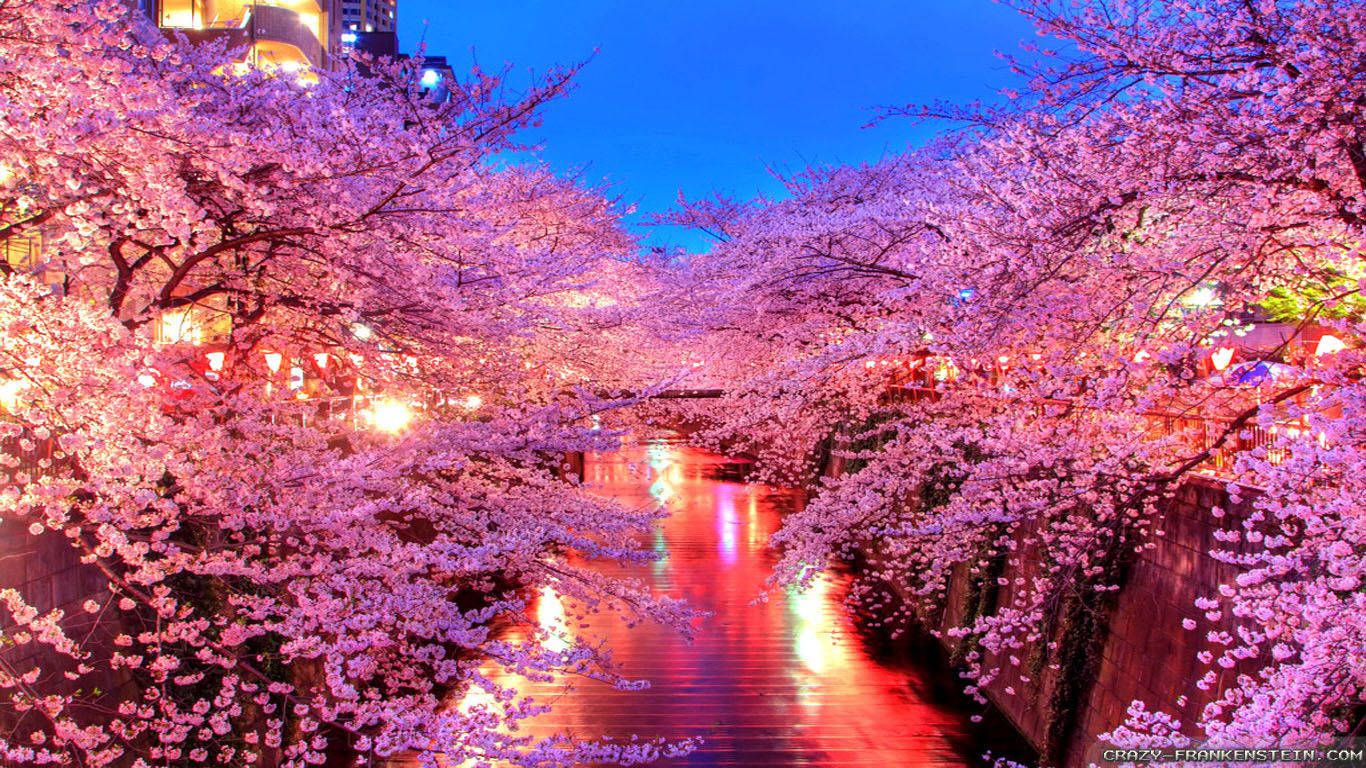 Frumoși flori de sakura în Japonia în timpul primăverii Fundal