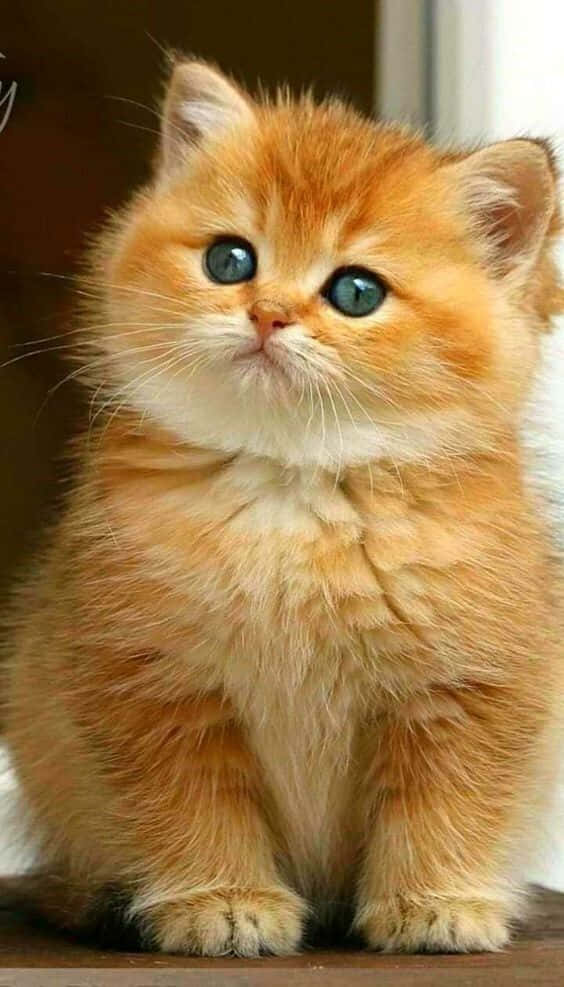 Frumusețe Felină Majestuoasă în Definiție Înaltă Fundal