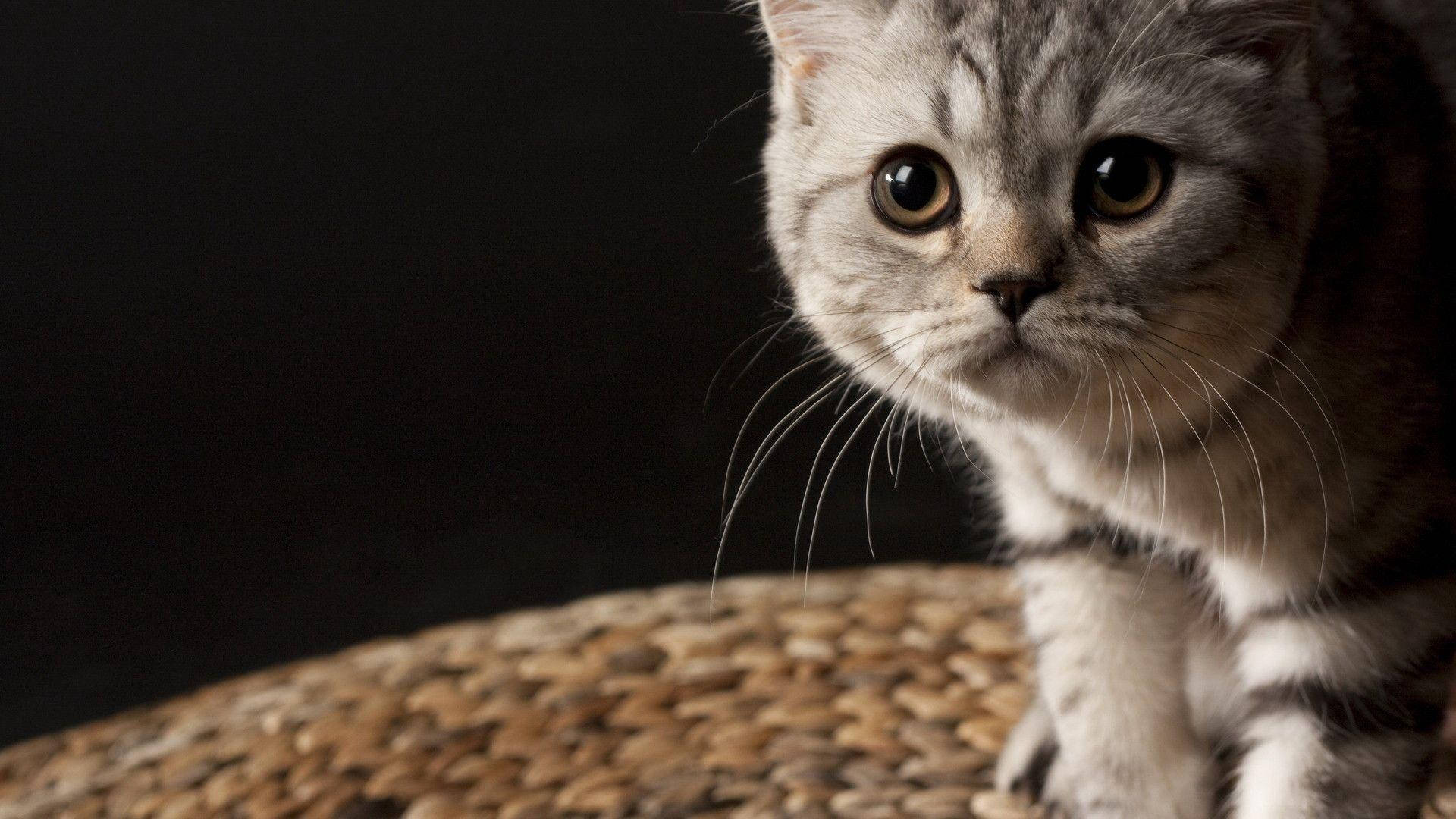 Frumusețe Felină Maiestuoasă Fundal