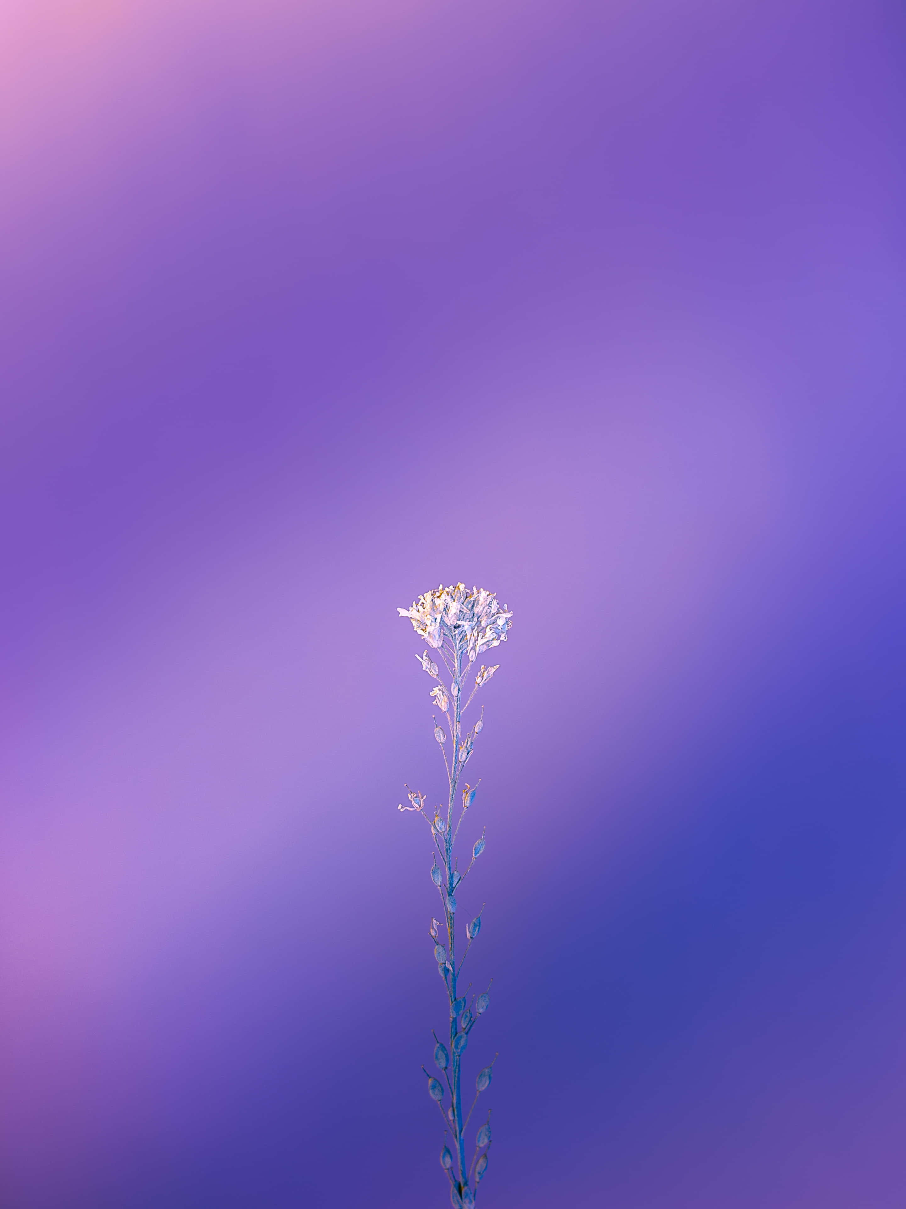Frumusețe violet în culoare Fundal