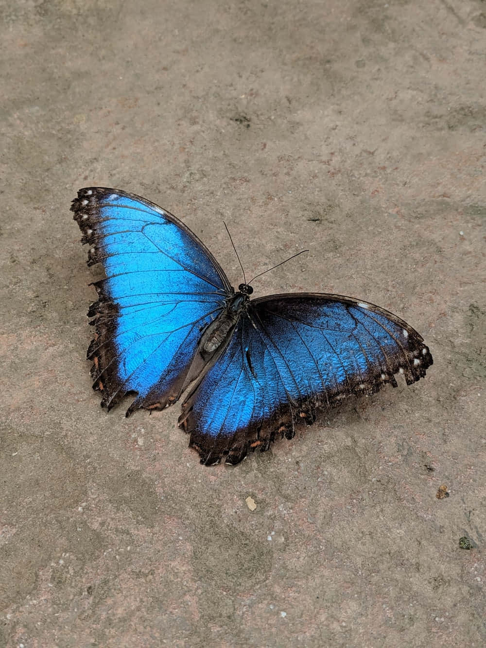 Frumusețea Naturii Fundal