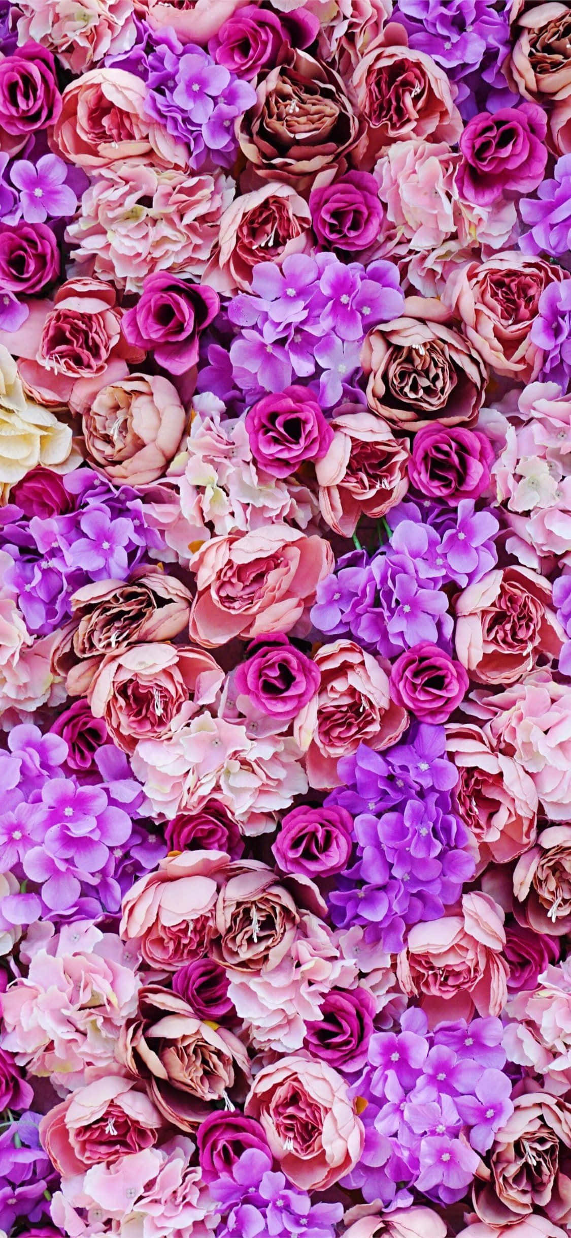 Frumusețea unei flori violet. Fundal