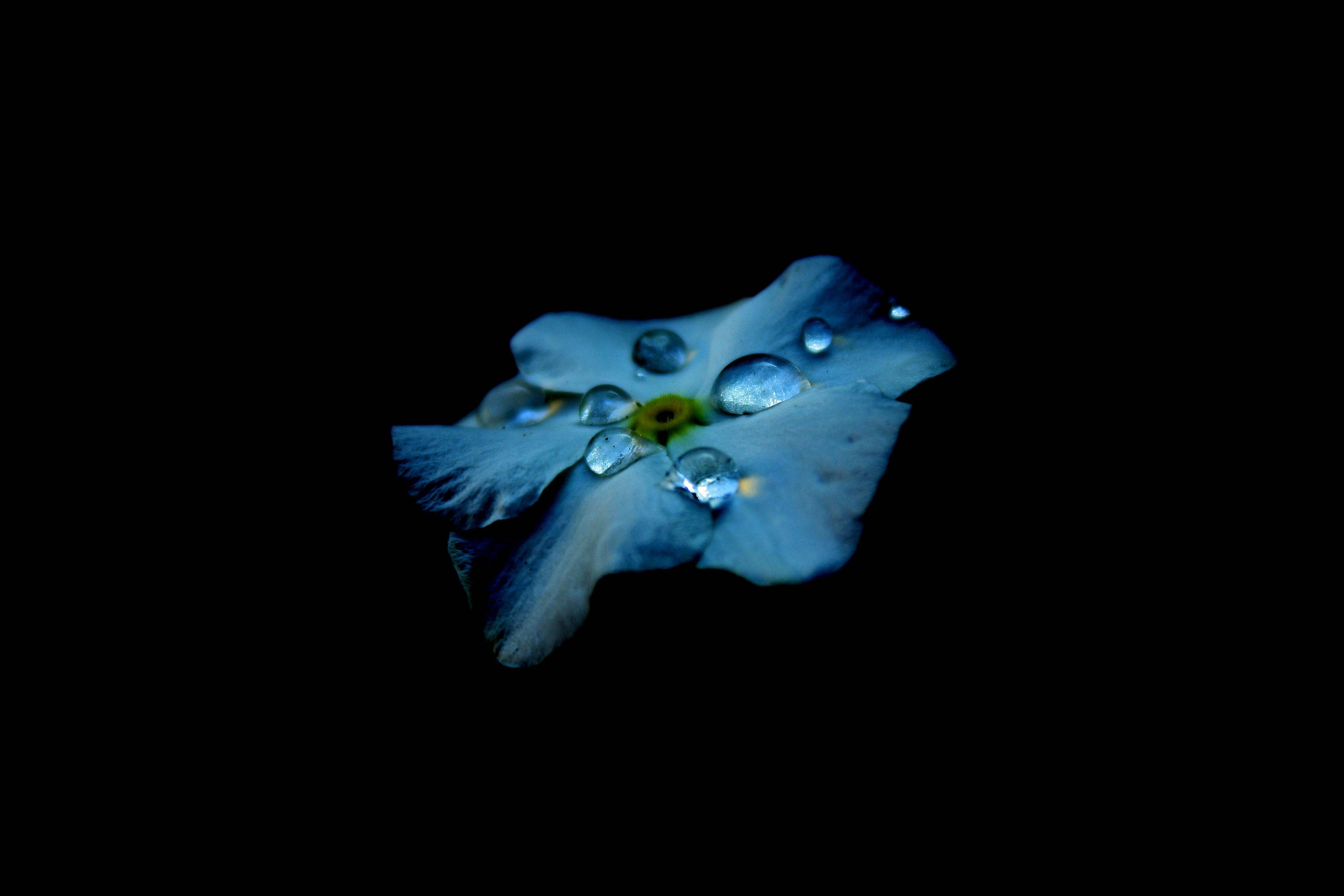 Frumusețea vieții dezvăluită prin picături de floare albastră AMOLED Fundal