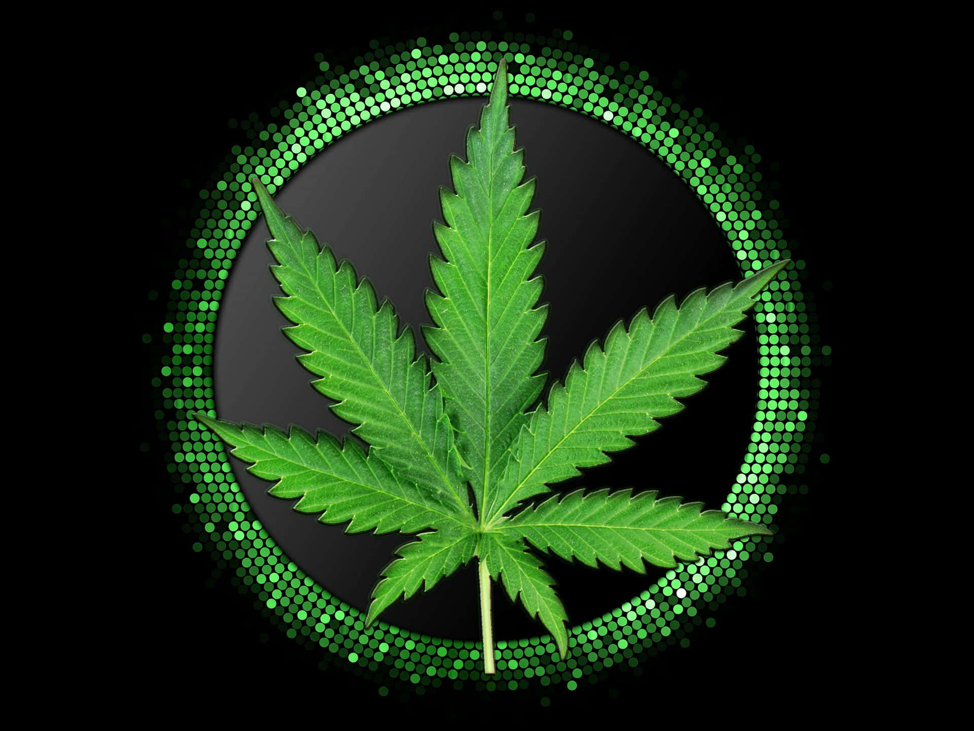 Frunză de marijuana înconjurată de cercuri verzi Fundal