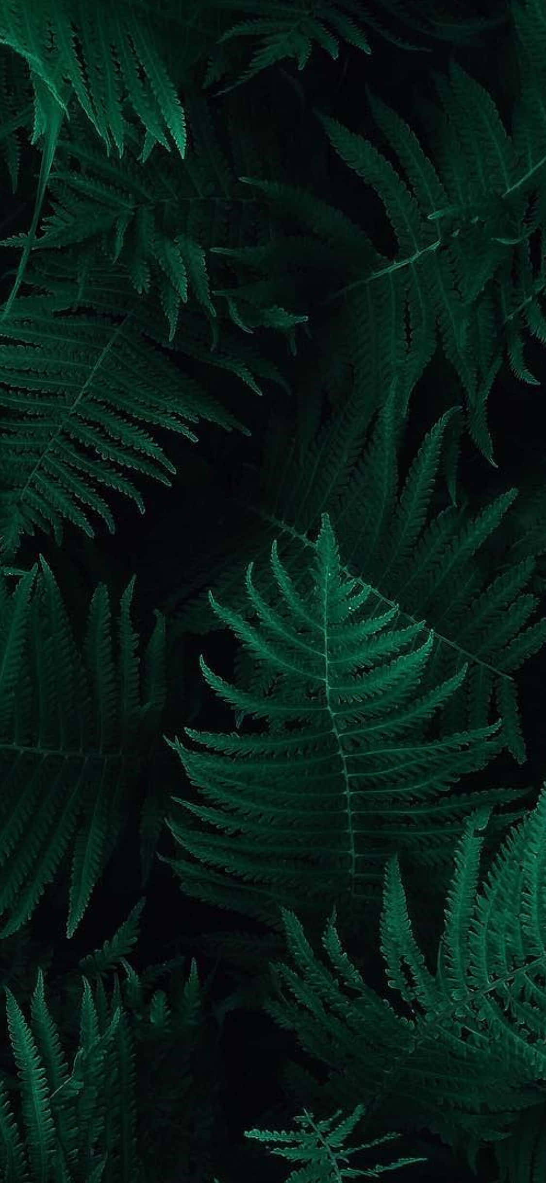 frunze de ferigă wallpaper - fundaluri pentru iPhone Fundal