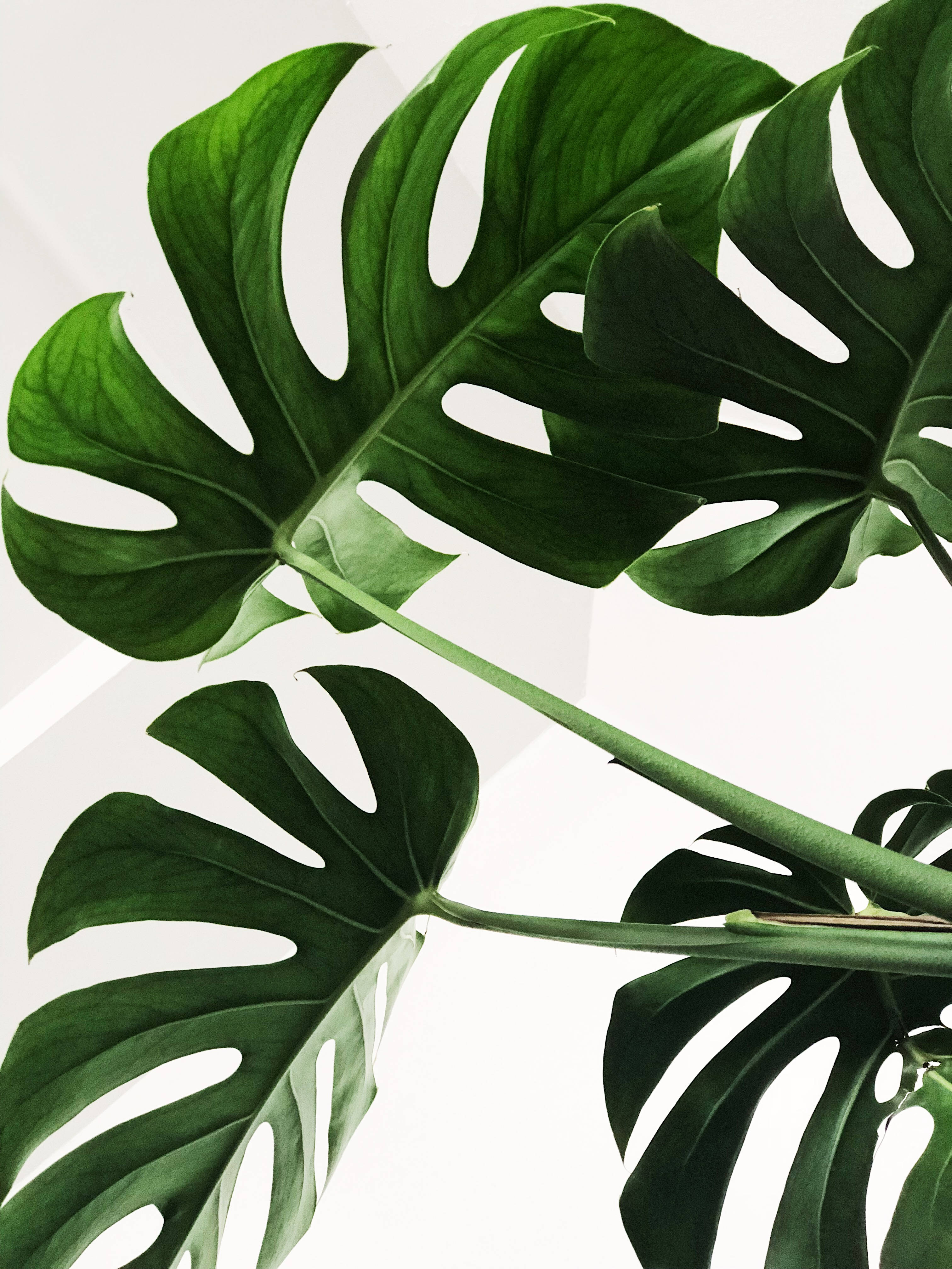 Frunze de Monstera minimaliste Fundal