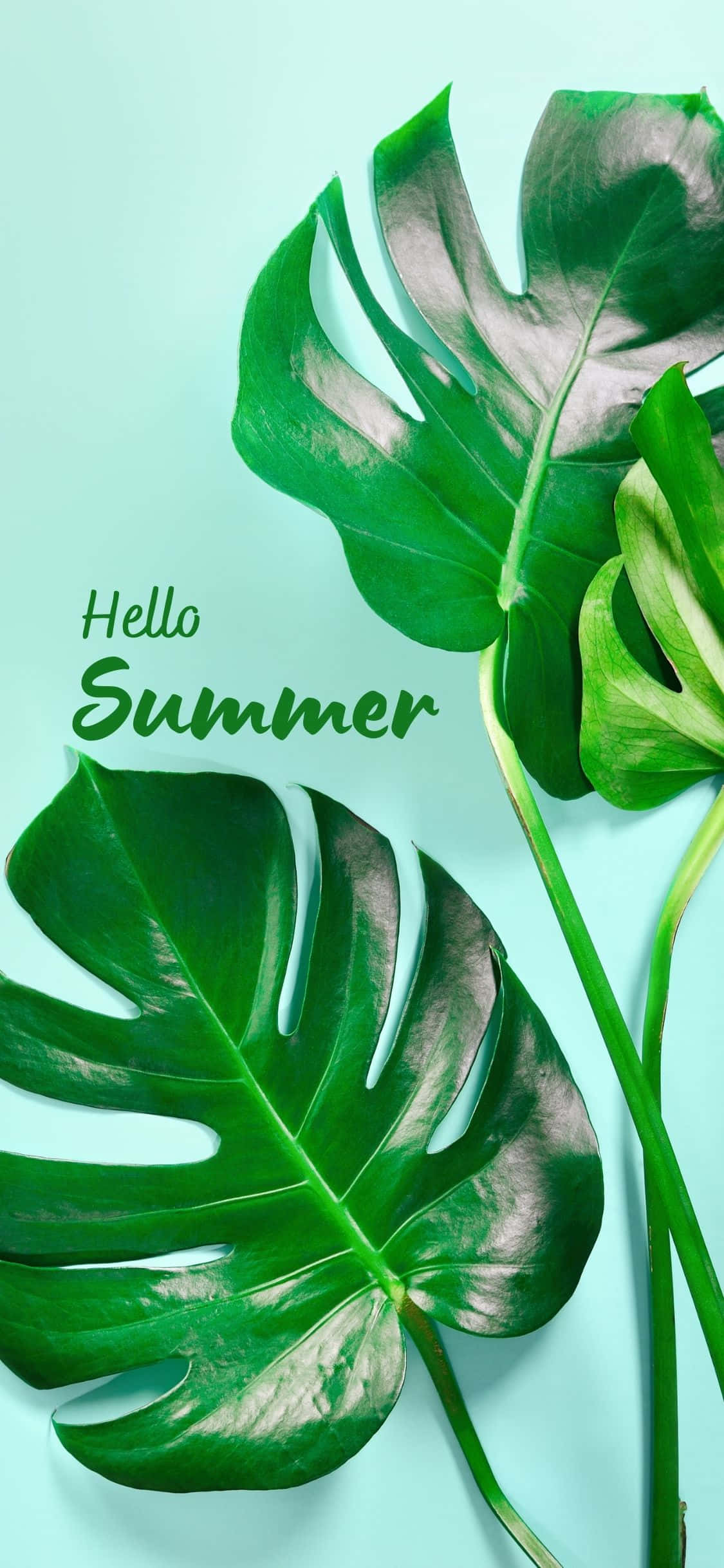Frunze de Monstera Fundal de vară iPhone X Fundal