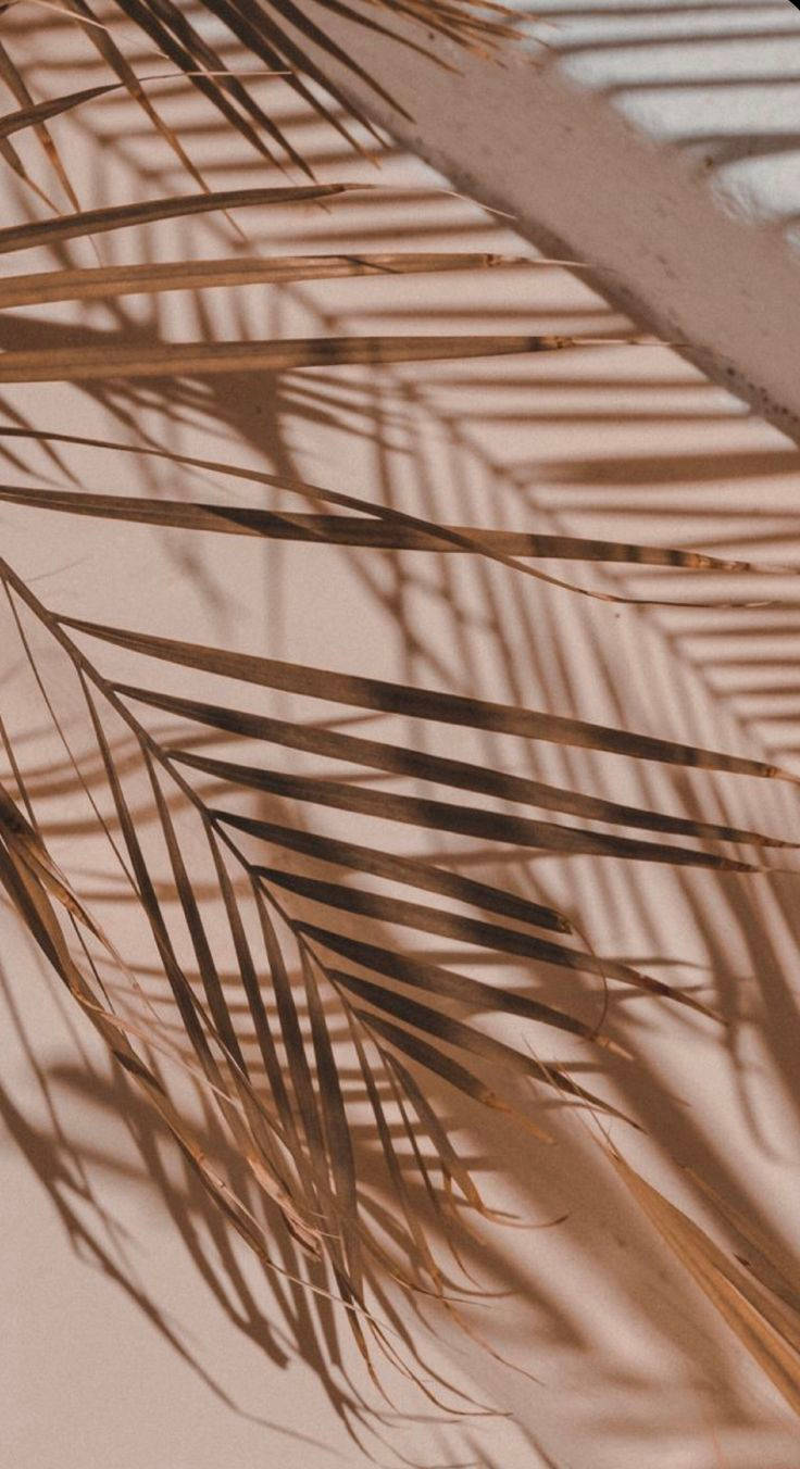 Frunze de palmier iPhone 12 Pro Fundal