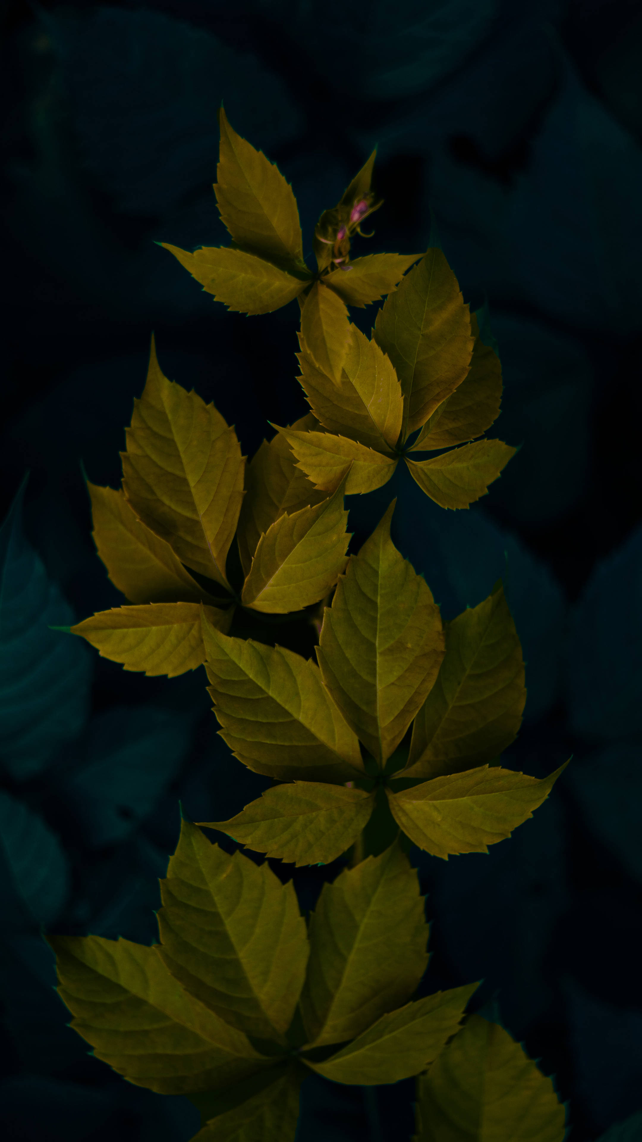 Frunze de plante minimaliste verde închis Fundal