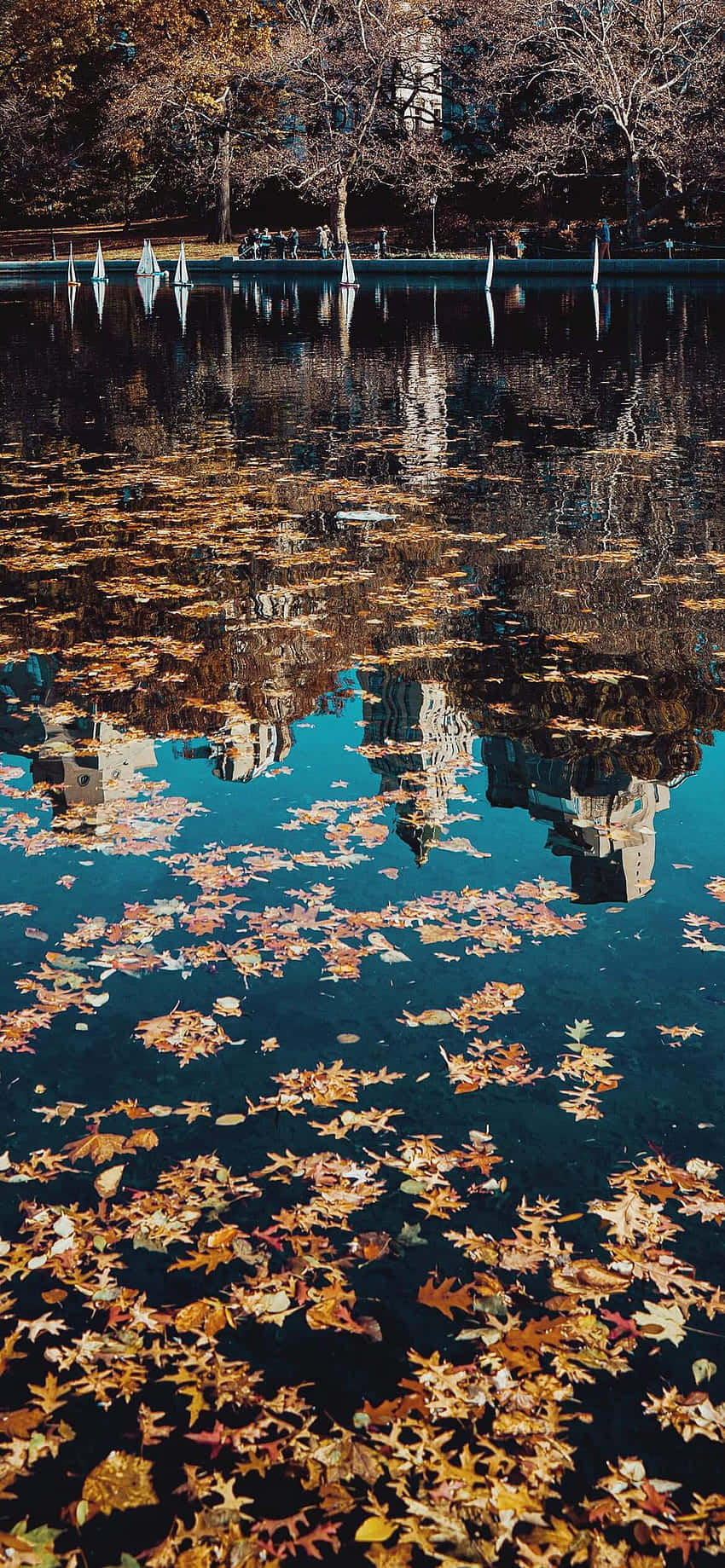 frunze de toamnă reflectate într-un lac Fundal