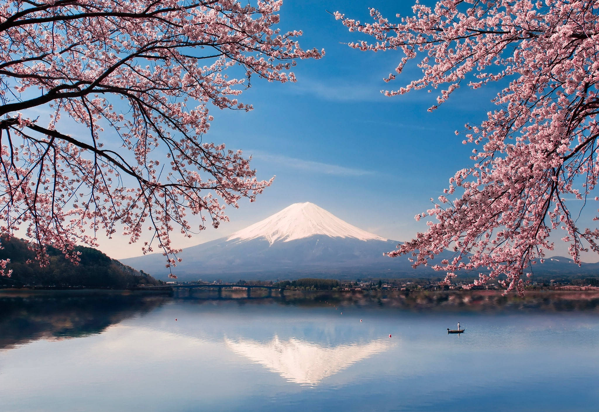 Fuji Cireș înflorit Japonia 4K Fundal