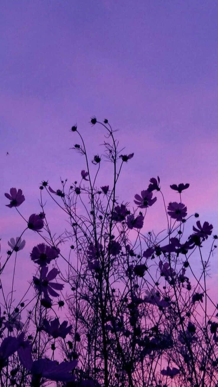 Fundal aesthetic cu floare de cosmos mov, fotografie din unghi jos Fundal