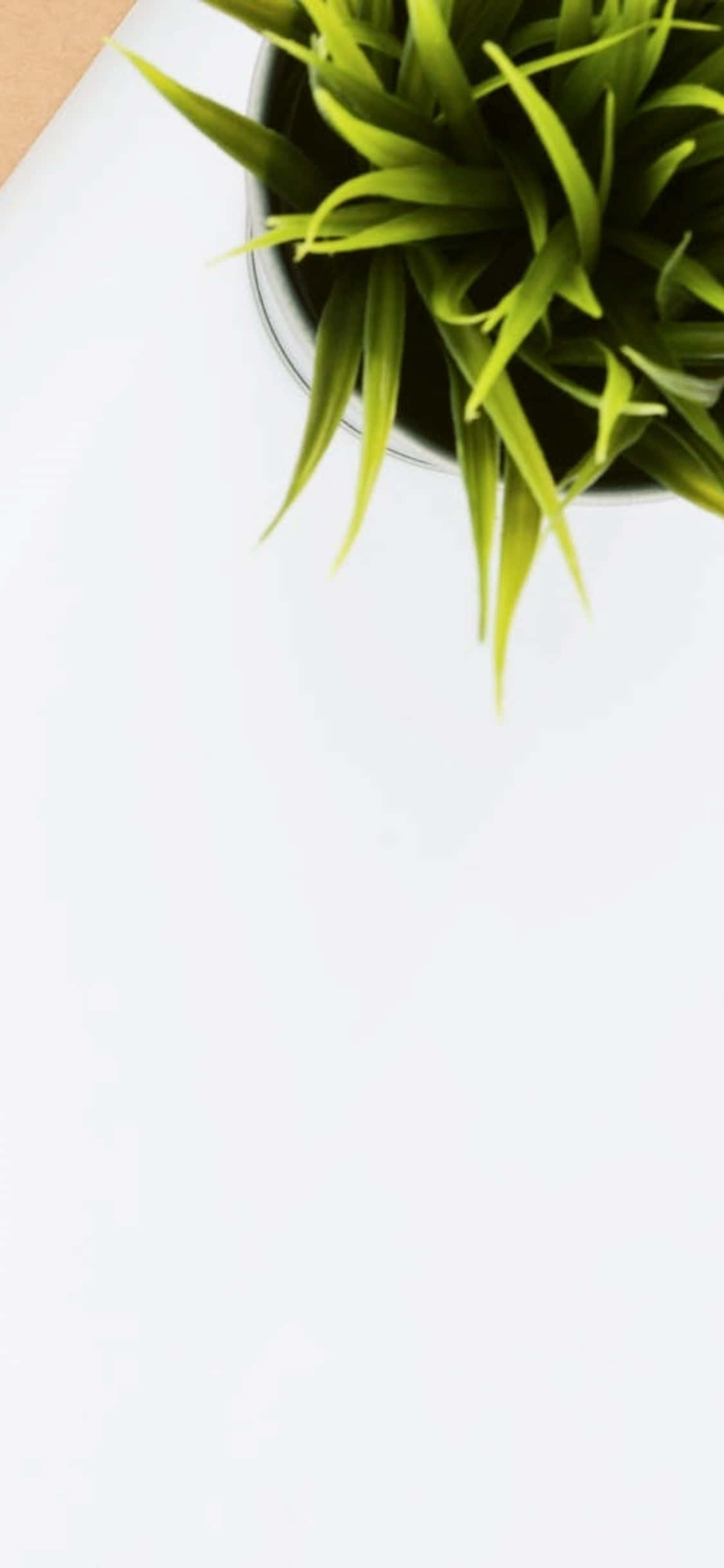 Fundal Birou iPhone X Plantă de Interior Fundal