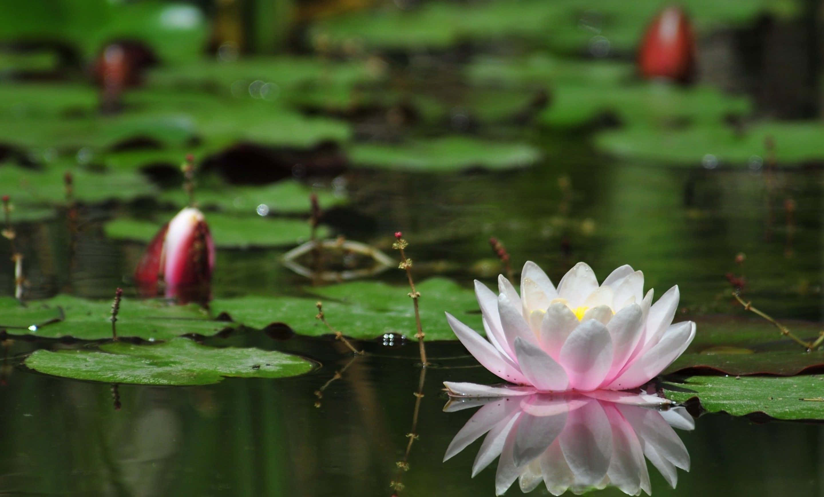 Fundal cu Floare de Lotus înflorită Fundal