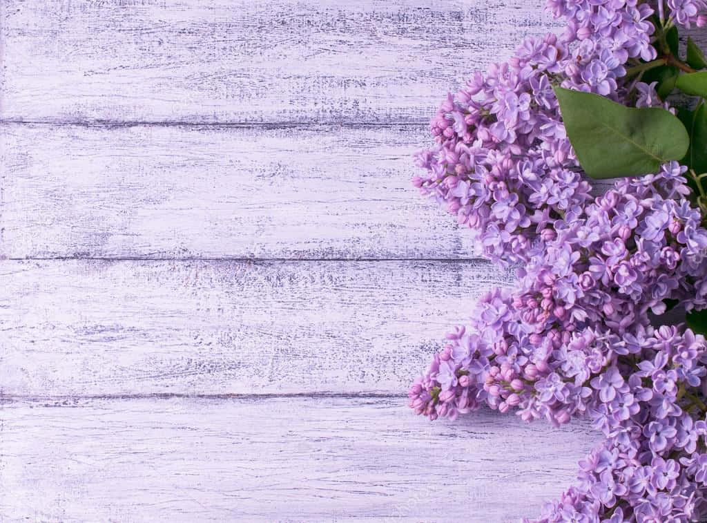 Fundal cu Liliac înflorit pe Lemn Fundal