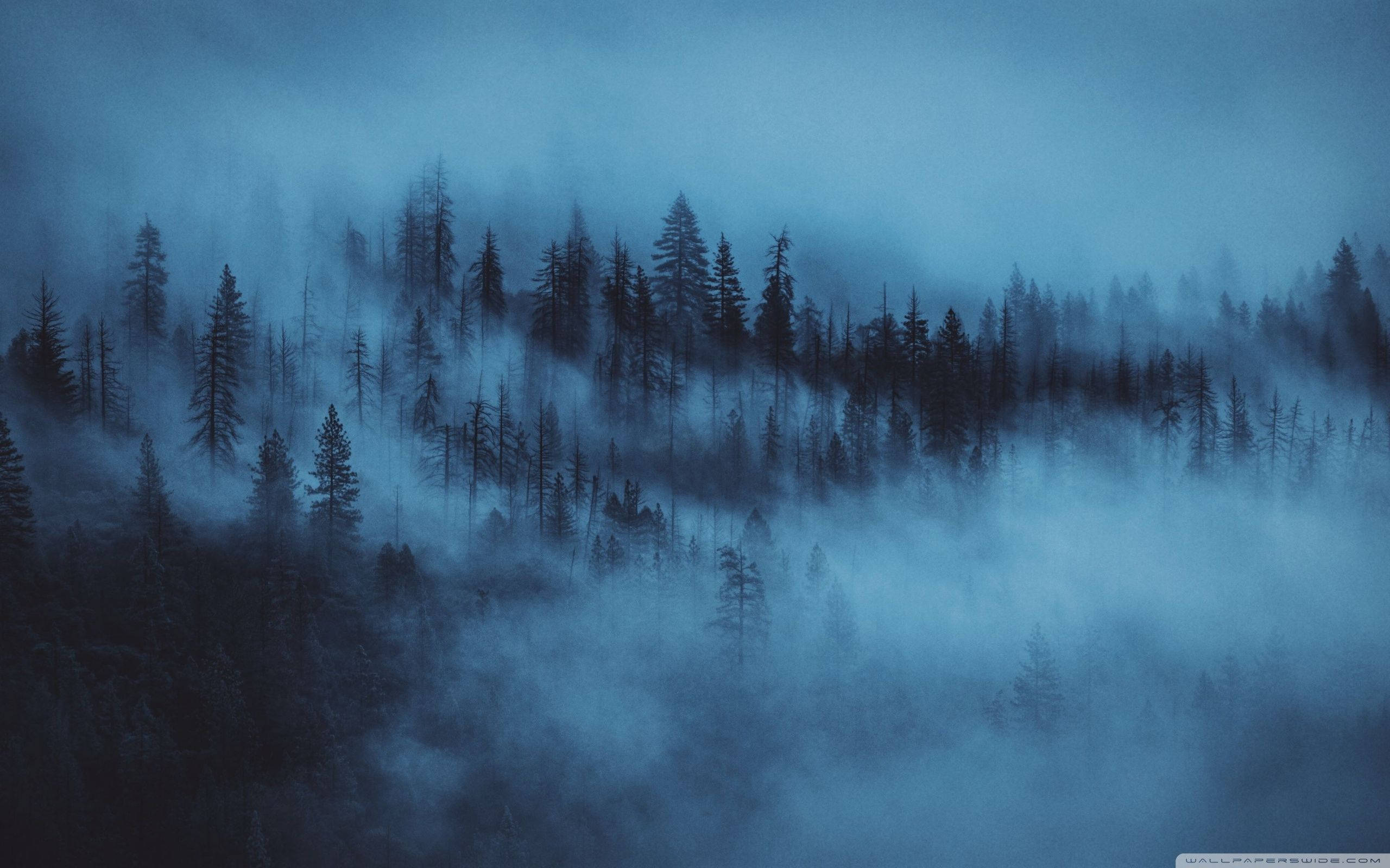 Fundal de pădure ceață noapte Fundal