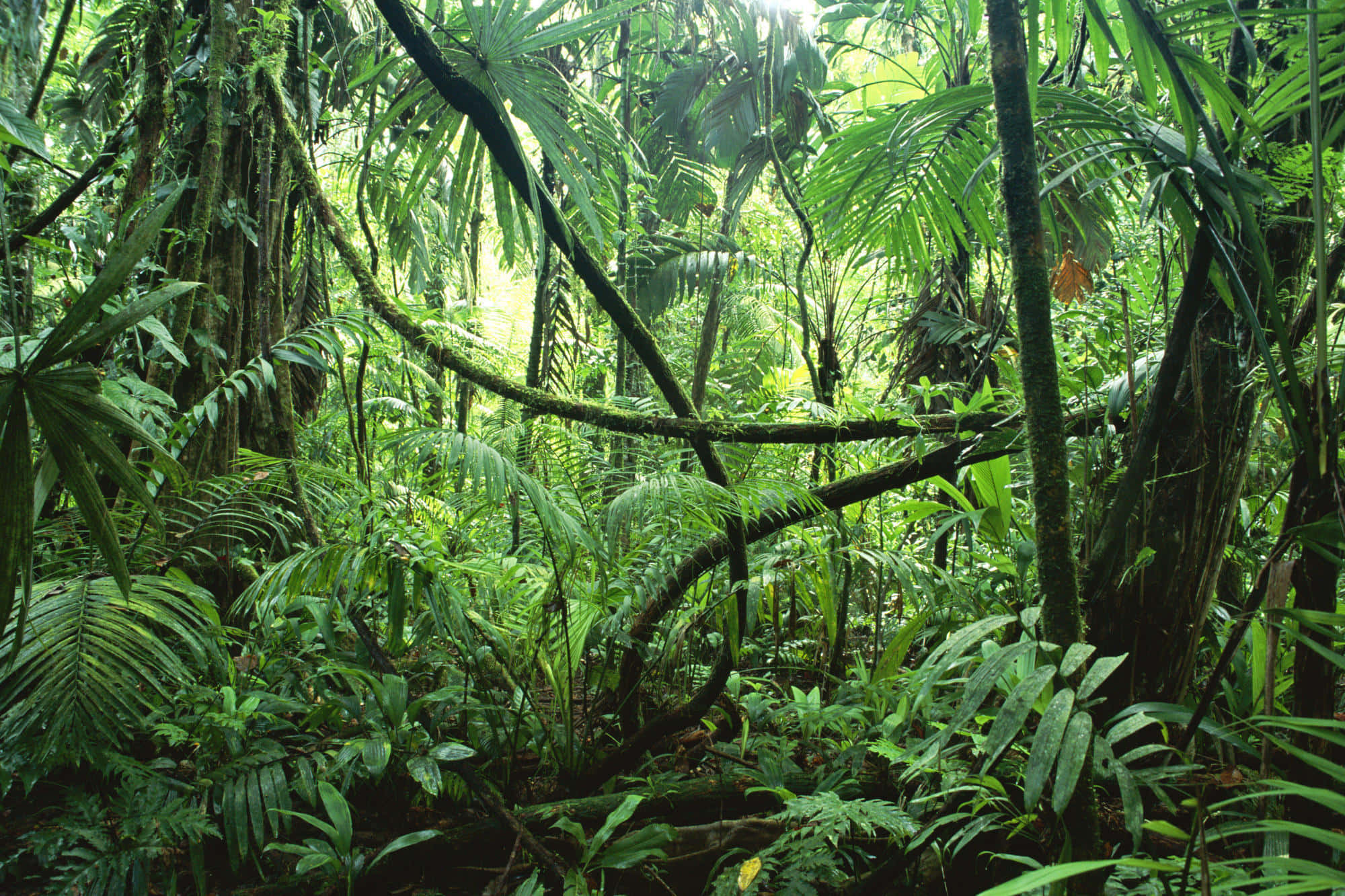 Fundal de pădure tropicală Fundal