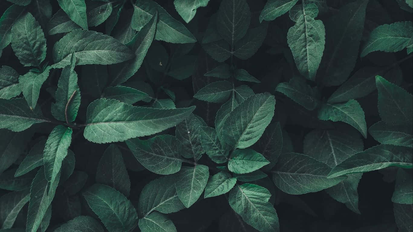 Fundal de păduro estetic verde închis Fundal