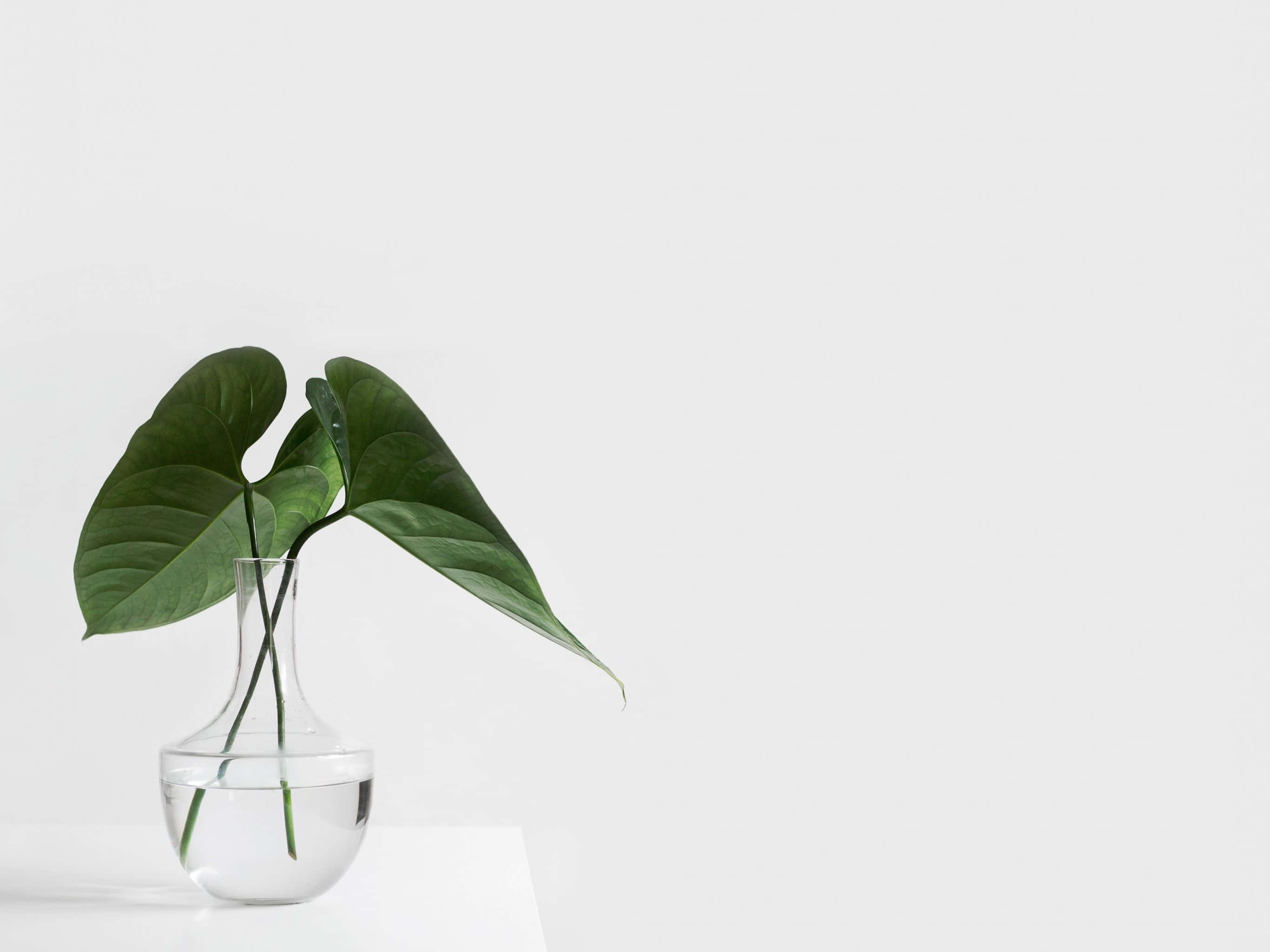 Fundal estetic minimalist Fundal