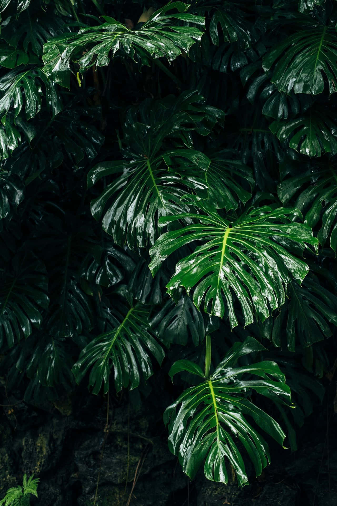 Fundal estetic verde închis, captivant Fundal