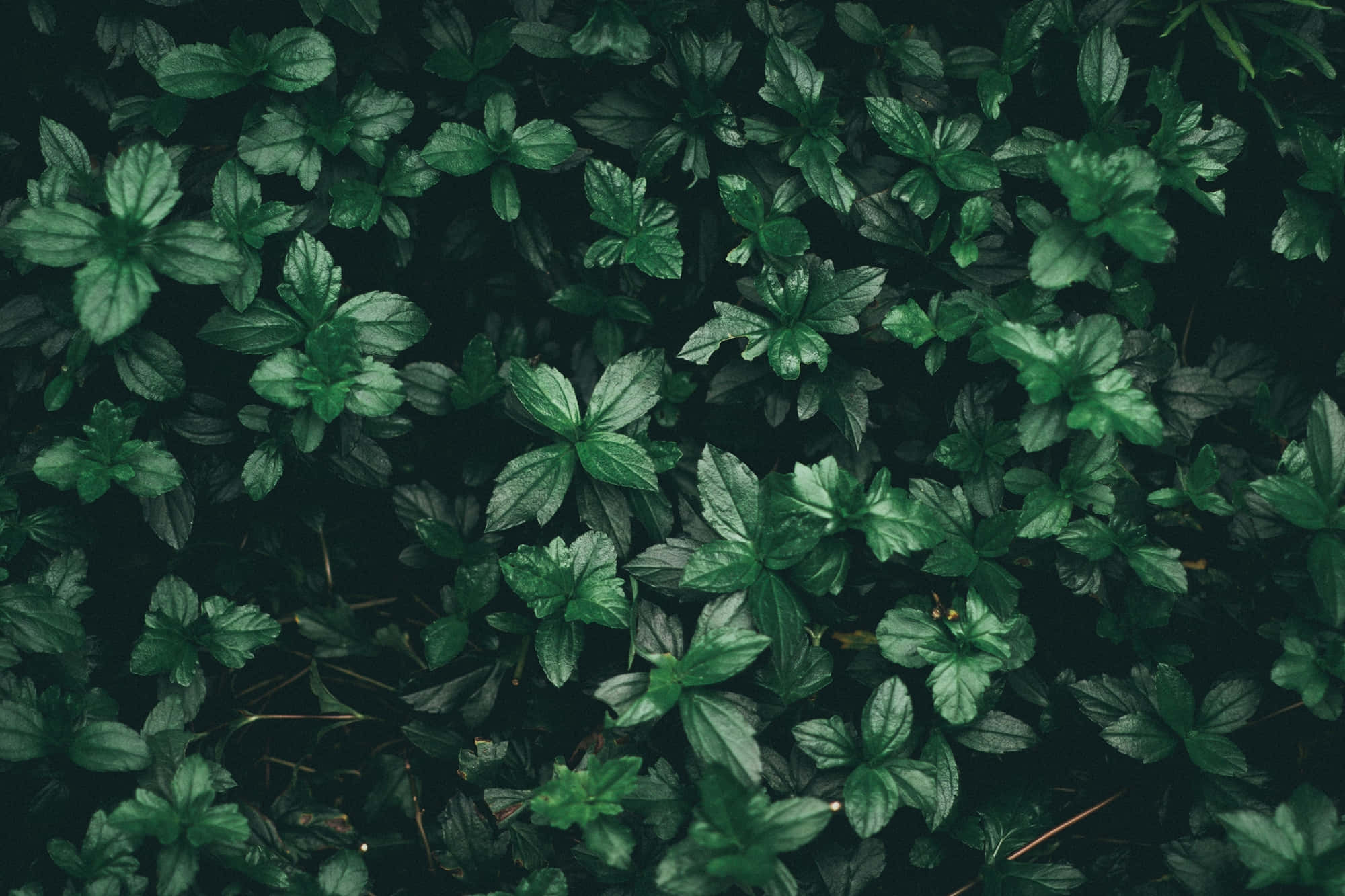 Fundal estetic verde-închis de pădure Fundal