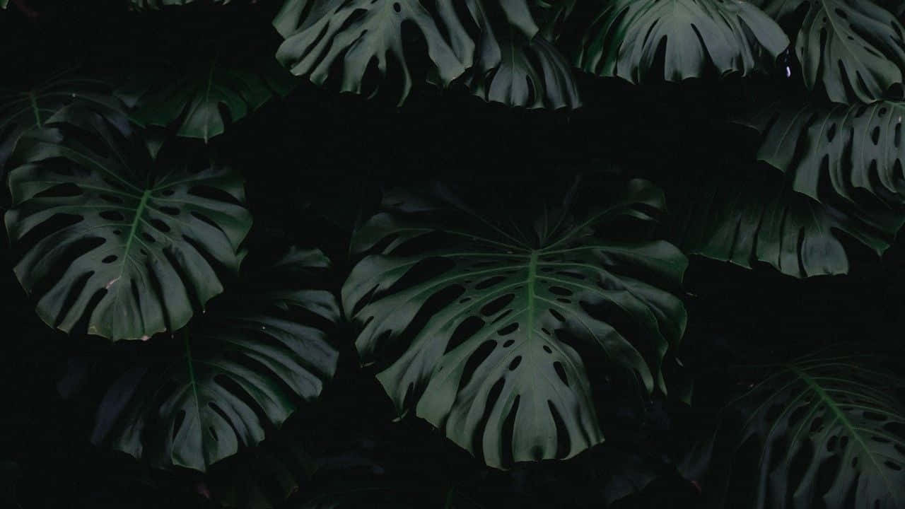 Fundal estetic verde închis enigmatic Fundal