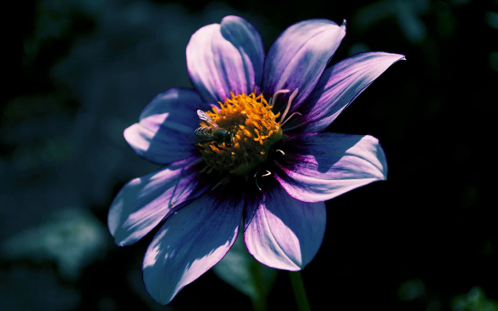Fundal Floral Aesthetic Atractiv Fundal