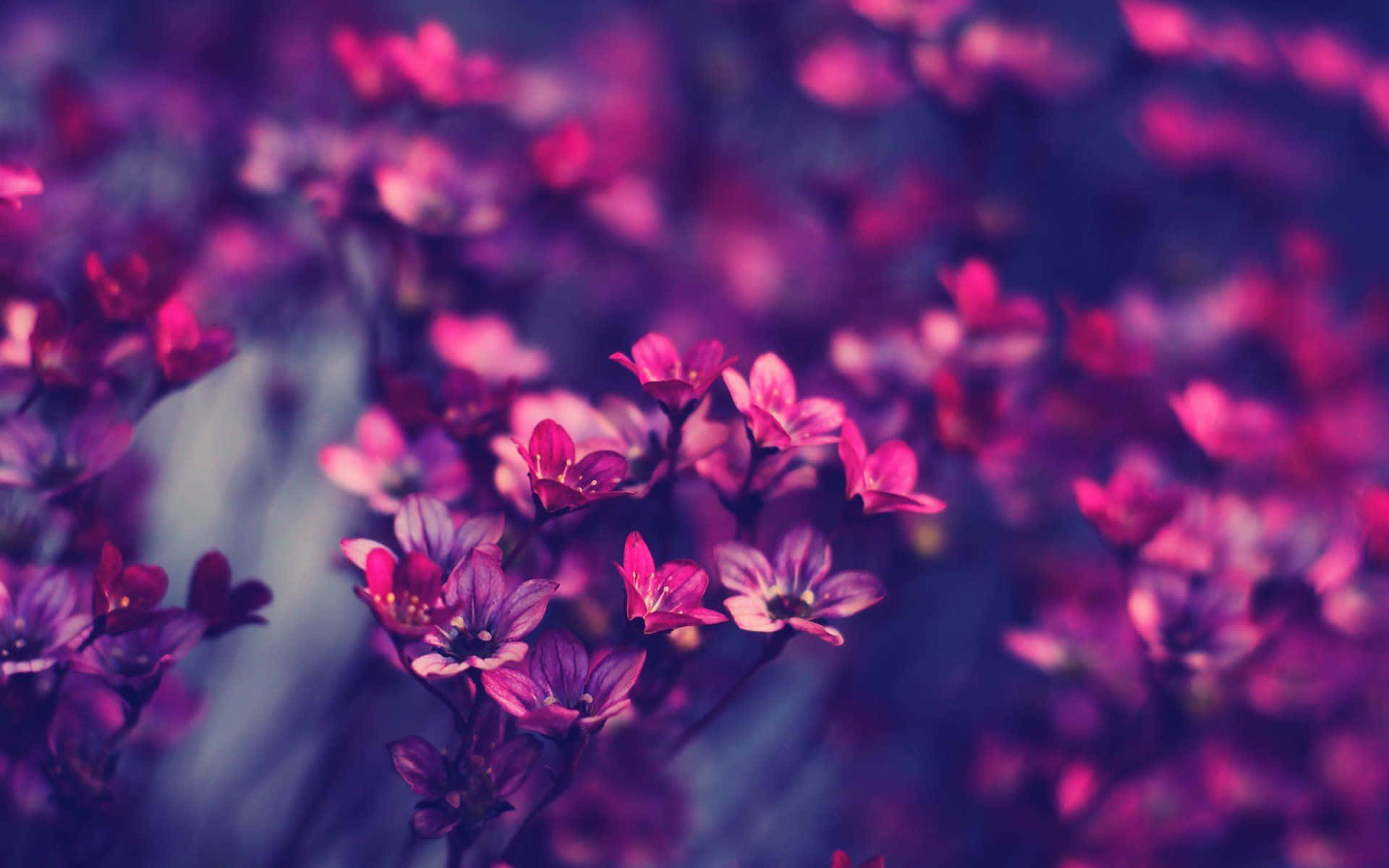 Fundal Floral Estetic Fascinant Fundal